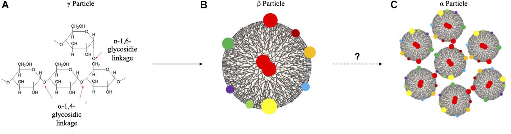 Frontiers | From Prokaryotes to Eukaryotes: Insights Into the Molecular ...