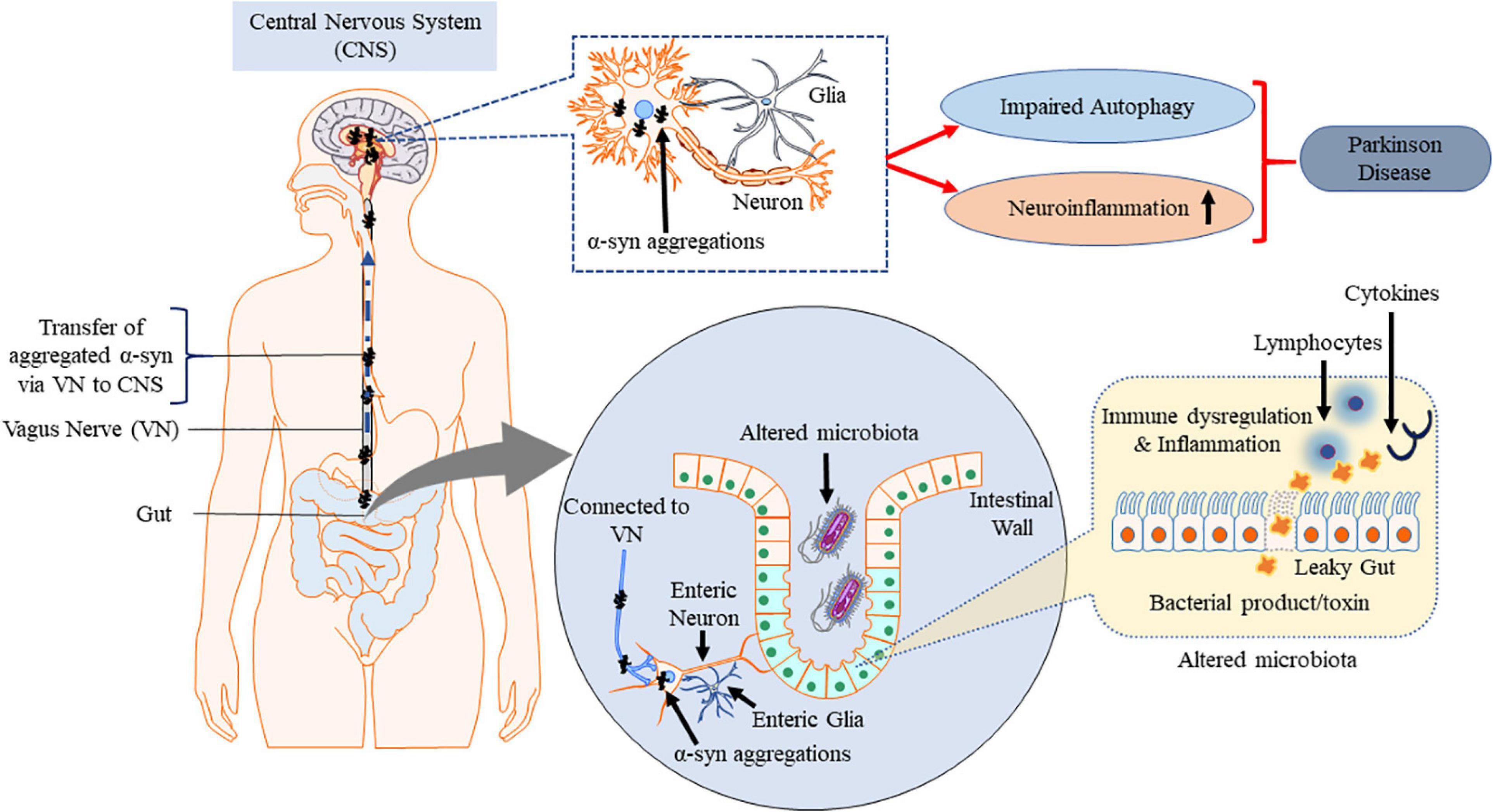 Frontiers | “Janus-Faced” α-Synuclein: Role in Parkinson’s Disease