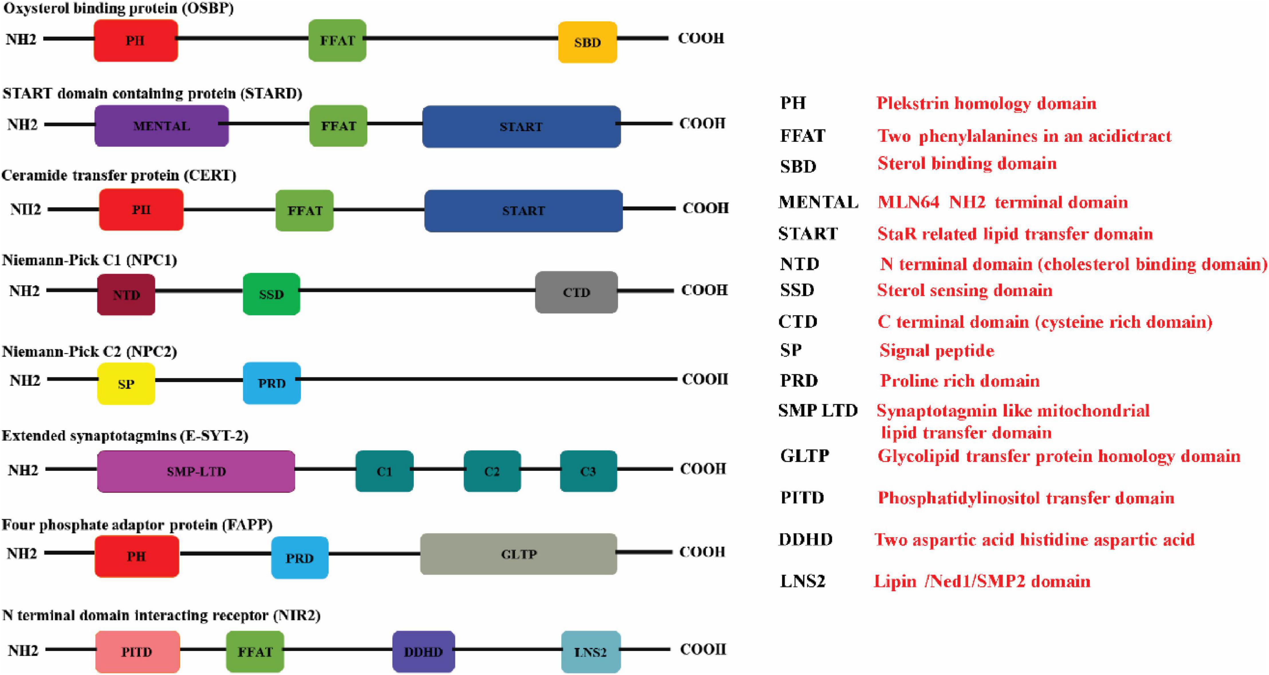 A new regulatory mechanism of STARD1 in Niemann-Pick disease type C (NPC),  discovered