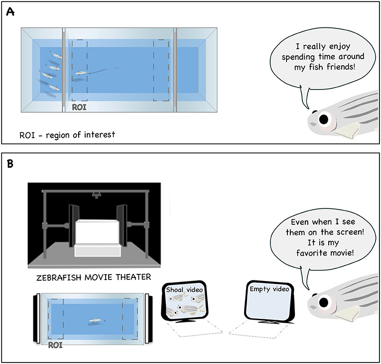 Figure 1 - Zebrafish prefer to interact with other zebrafish.