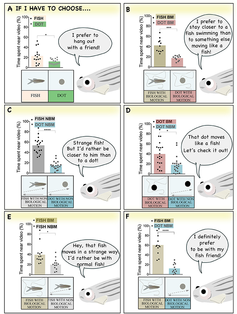 Figure 2 - Zebrafish prefer fish shape and biological motion.