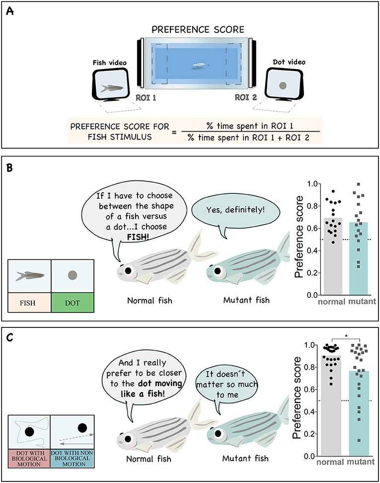 Figure 3 - Oxytocin helps zebrafish to perceive biological motion.