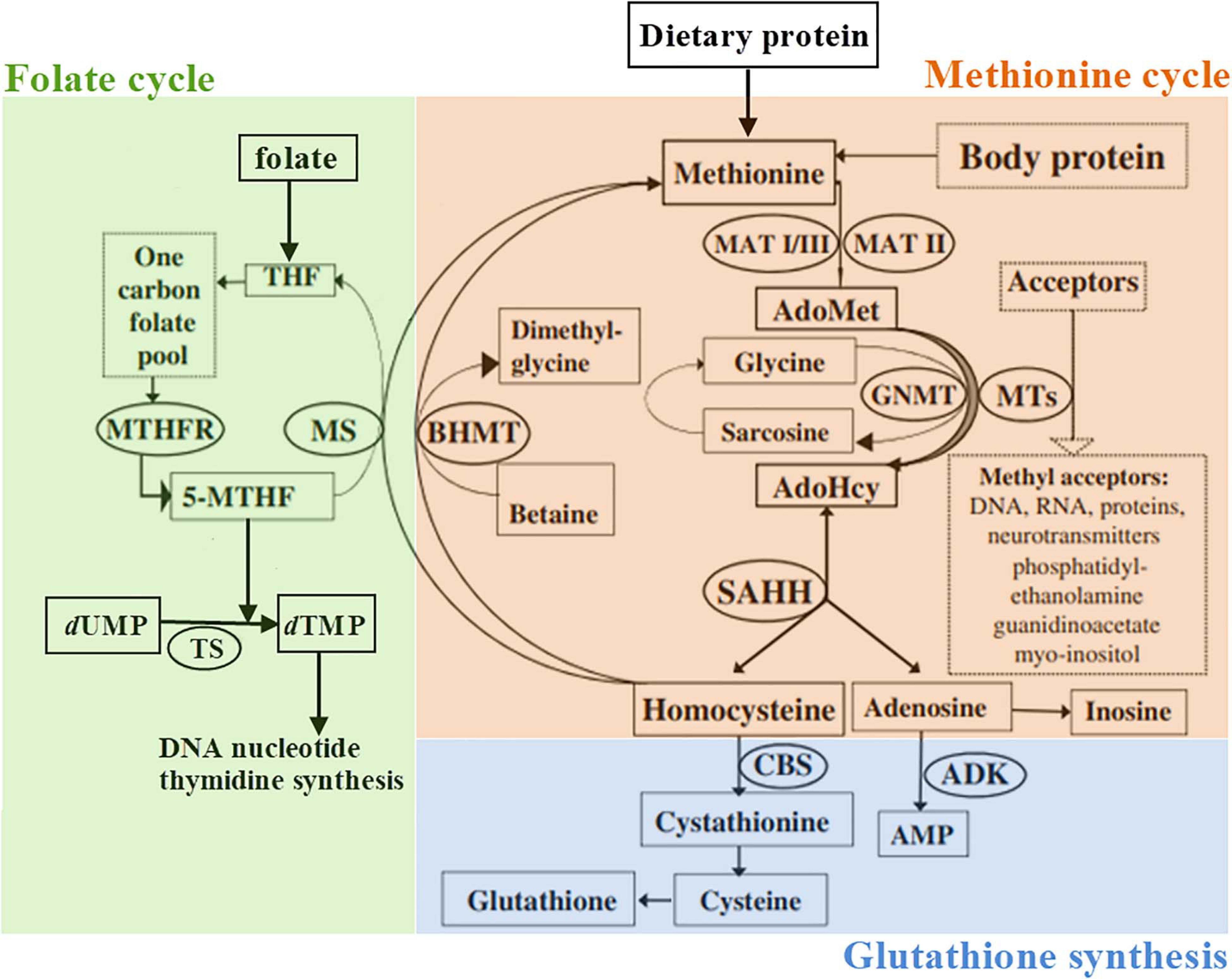 Niemann-Pick type C disease is associated with mtDNA disorganization.