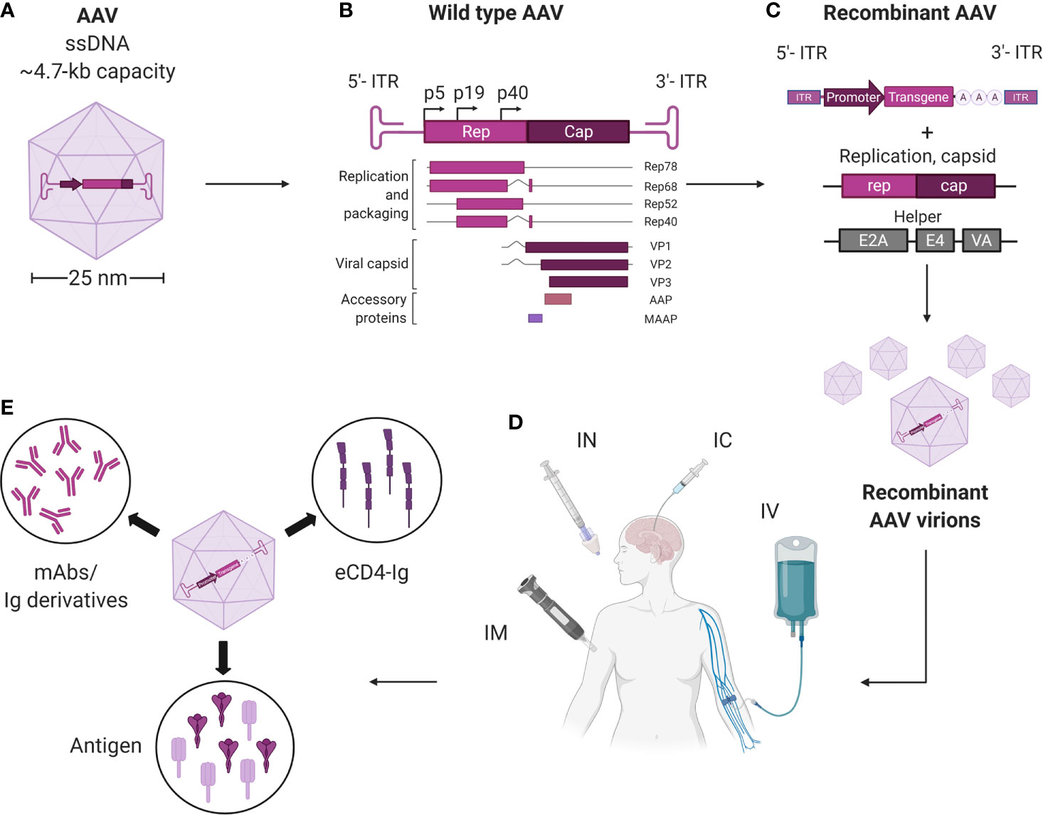 Dual Purpose Vectors for Rare Neurological Diseases: Molecular Therapy