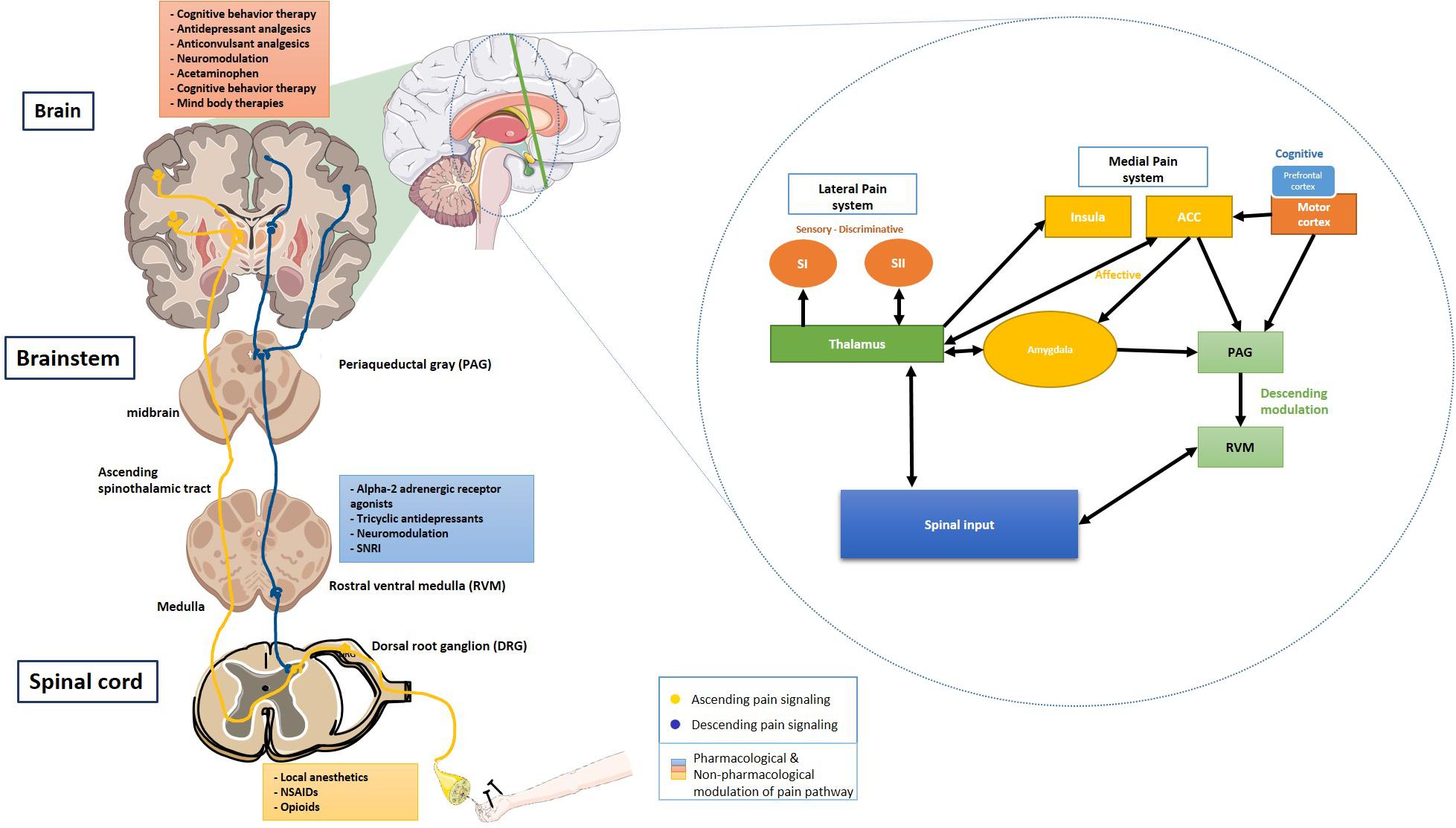 The Role of the Prefrontal Cortex in Chronic Pain - The Pain PT