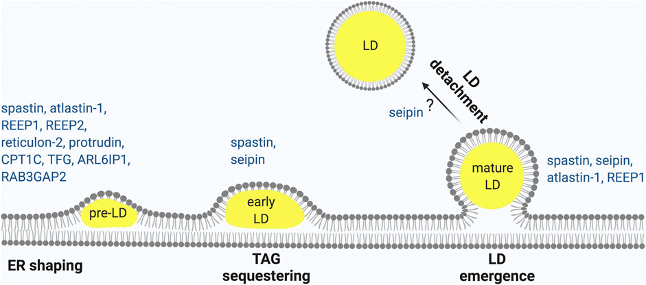 Sterol carrier protein 2: A promising target in the pathogenesis