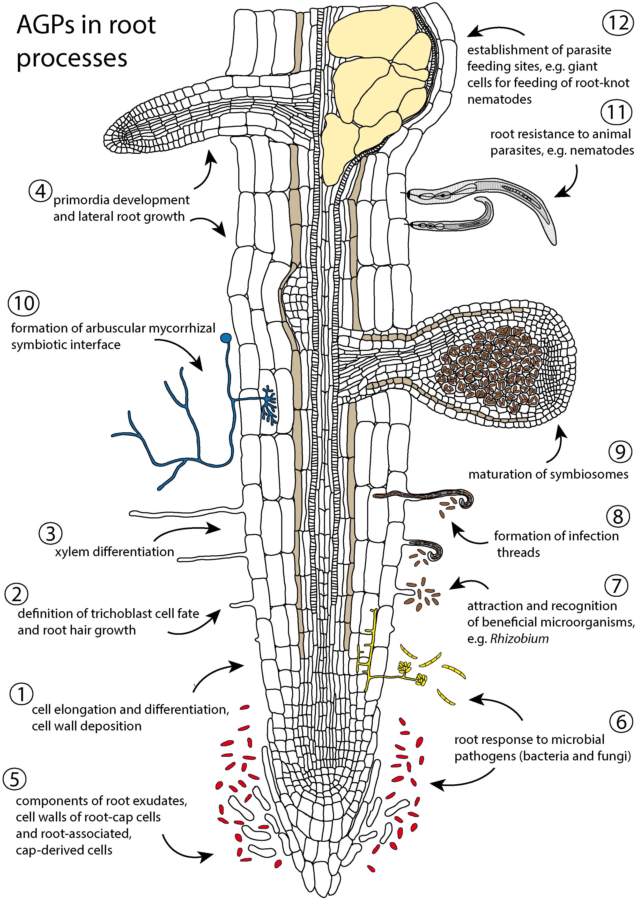 Absorption of Water In Plants  Definition Types  Mechanism  Biology  Reader