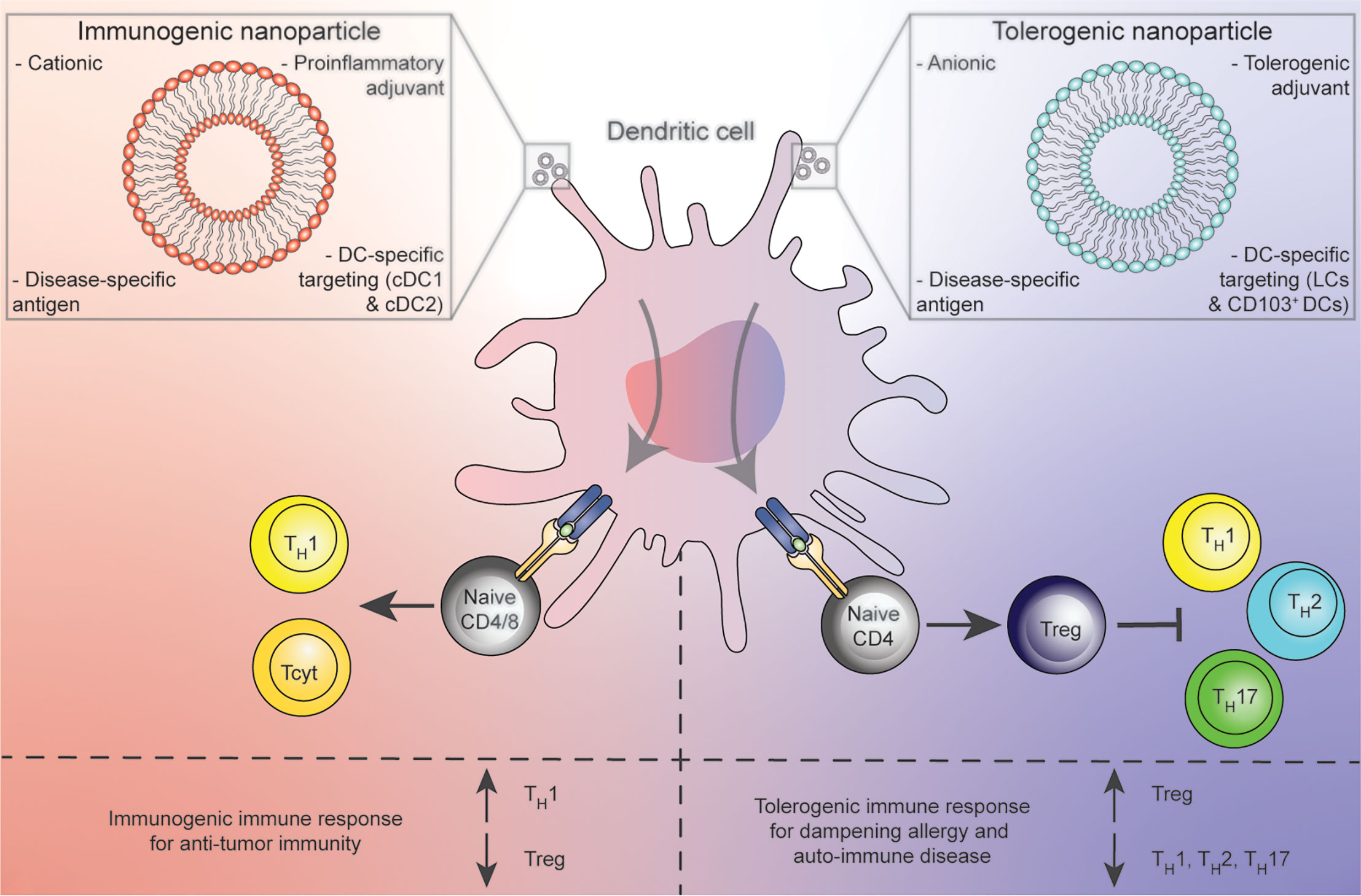 Frontiers | Therapeutic Liposomal Vaccines for Dendritic Cell Activation or  Tolerance | Immunology