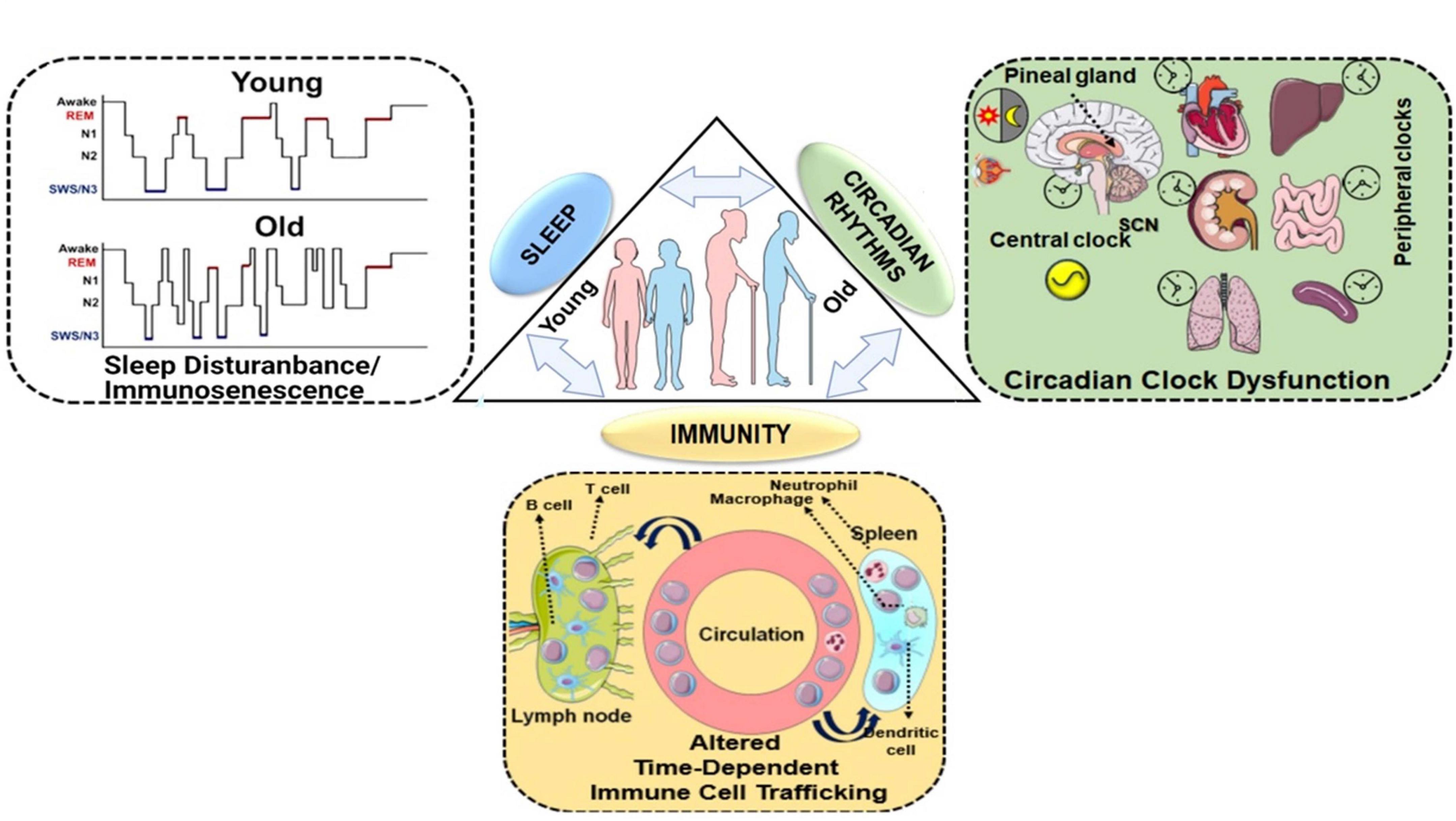 Frontiers  Cellular and Molecular Mechanisms of REM Sleep Homeostatic  Drive: A Plausible Component for Behavioral Plasticity