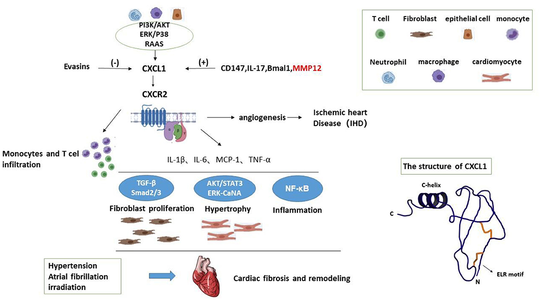 Frontiers | A Review of CXCL1 in Cardiac Fibrosis