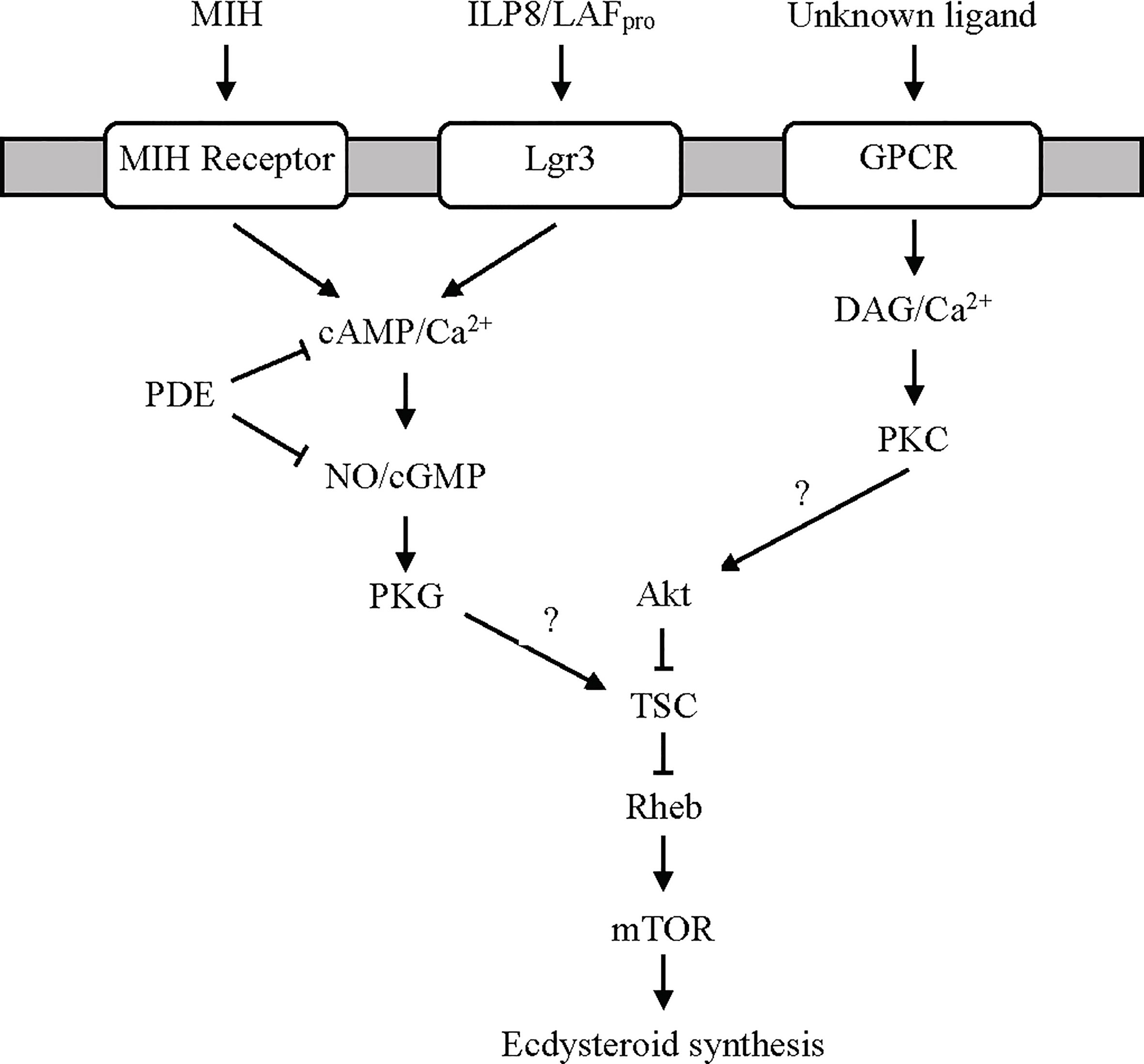 Frontiers | Signaling Pathways That Regulate the Crustacean 