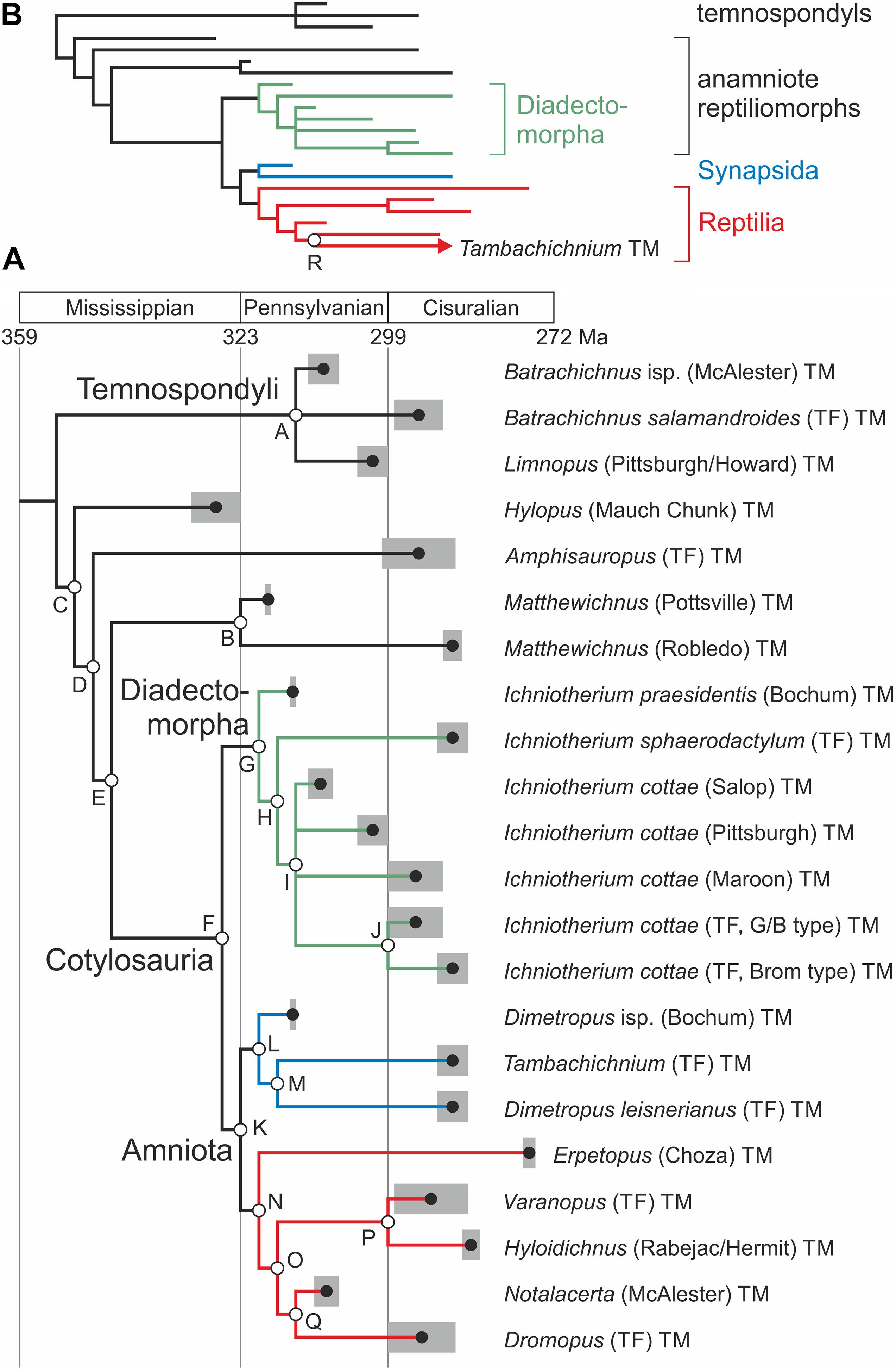 Frontiers  The Making of Calibration Sausage Exemplified by Recalibrating  the Transcriptomic Timetree of Jawed Vertebrates