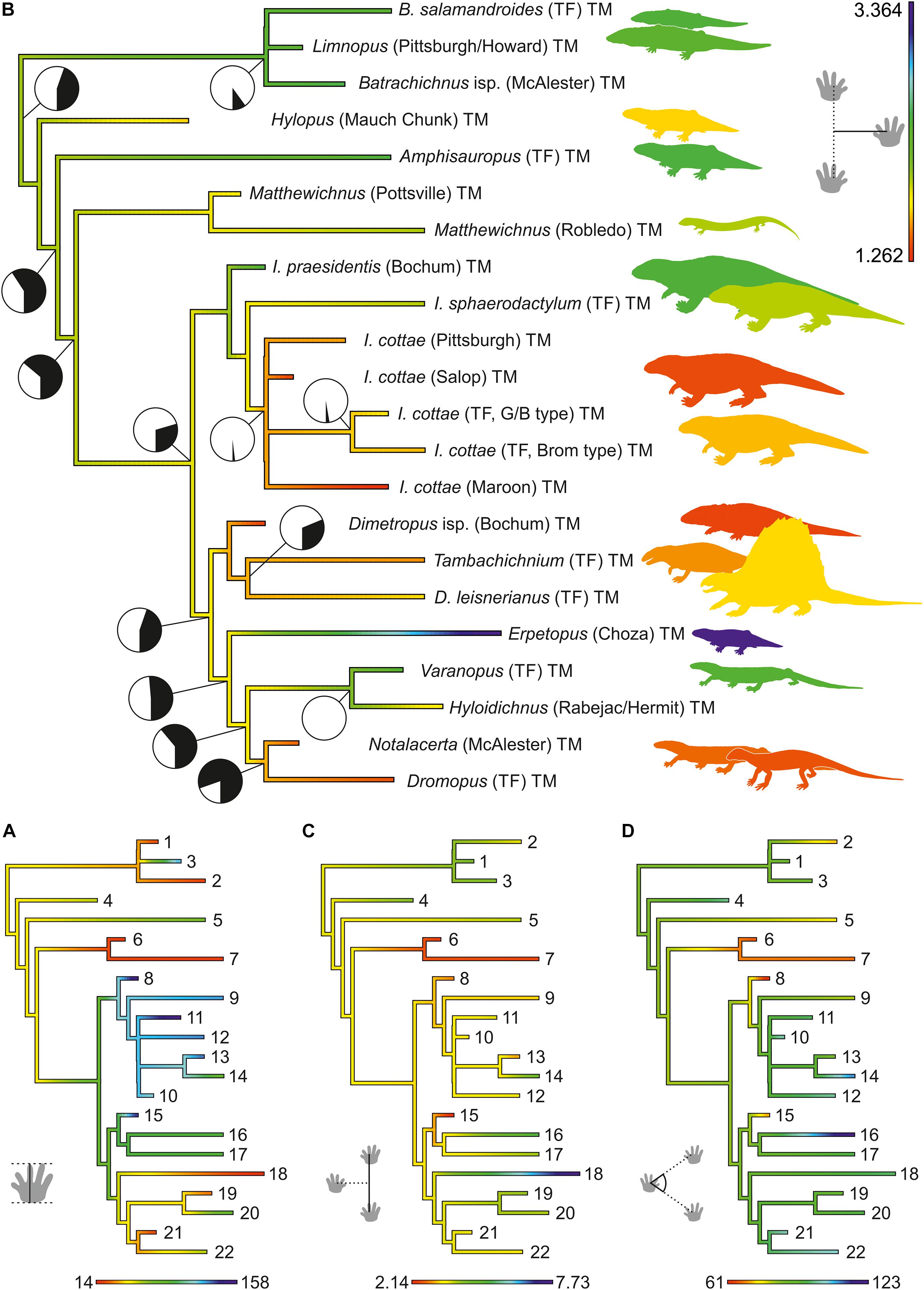 Frontiers  The Making of Calibration Sausage Exemplified by Recalibrating  the Transcriptomic Timetree of Jawed Vertebrates