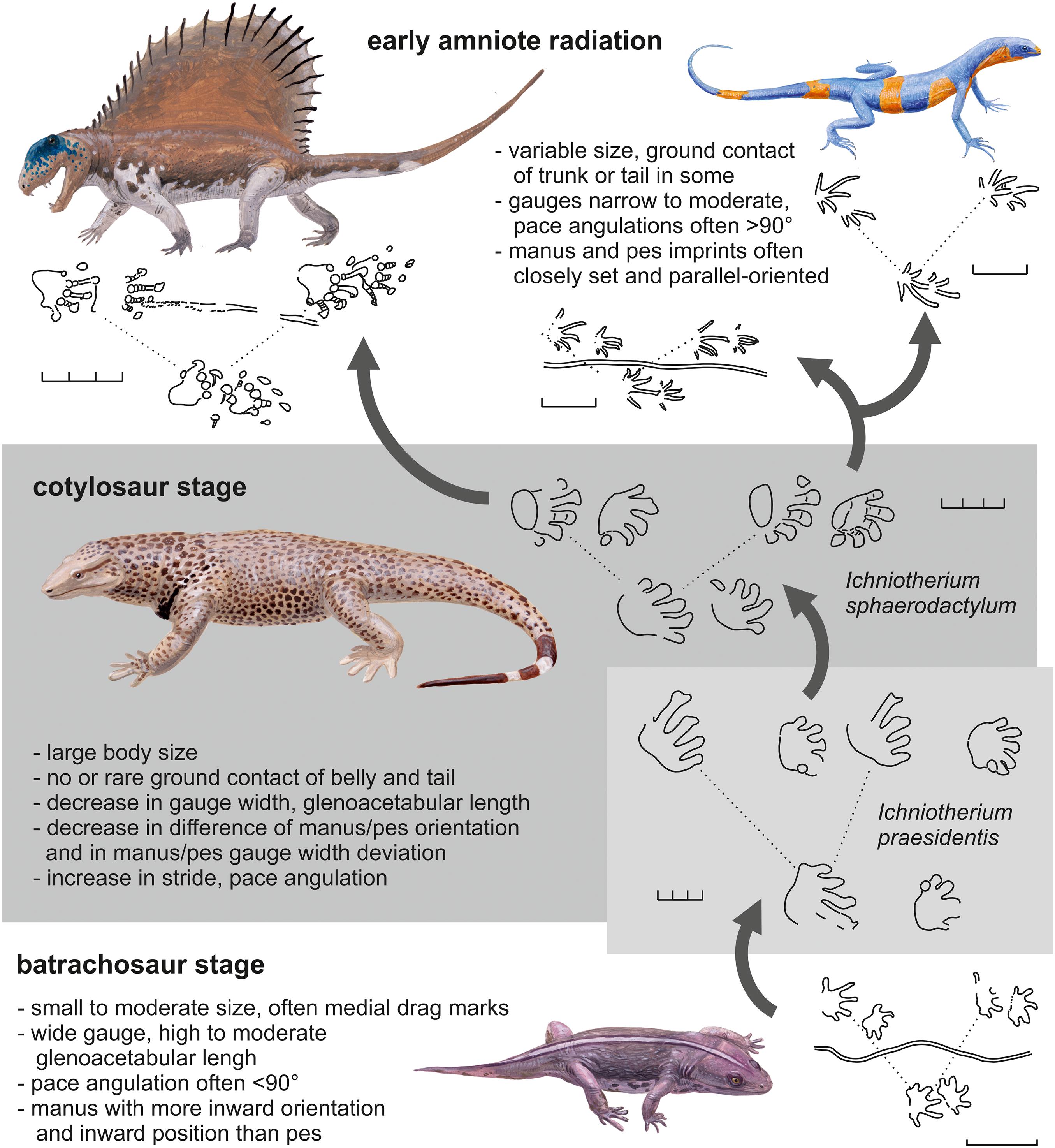 Frontiers  The Making of Calibration Sausage Exemplified by Recalibrating  the Transcriptomic Timetree of Jawed Vertebrates