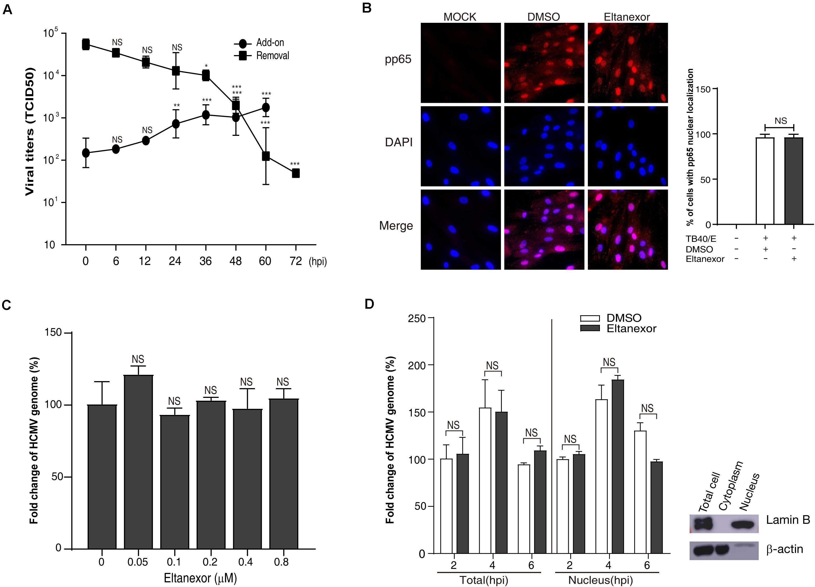 Frontiers | The Second-Generation XPO1 Inhibitor Eltanexor Inhibits ...