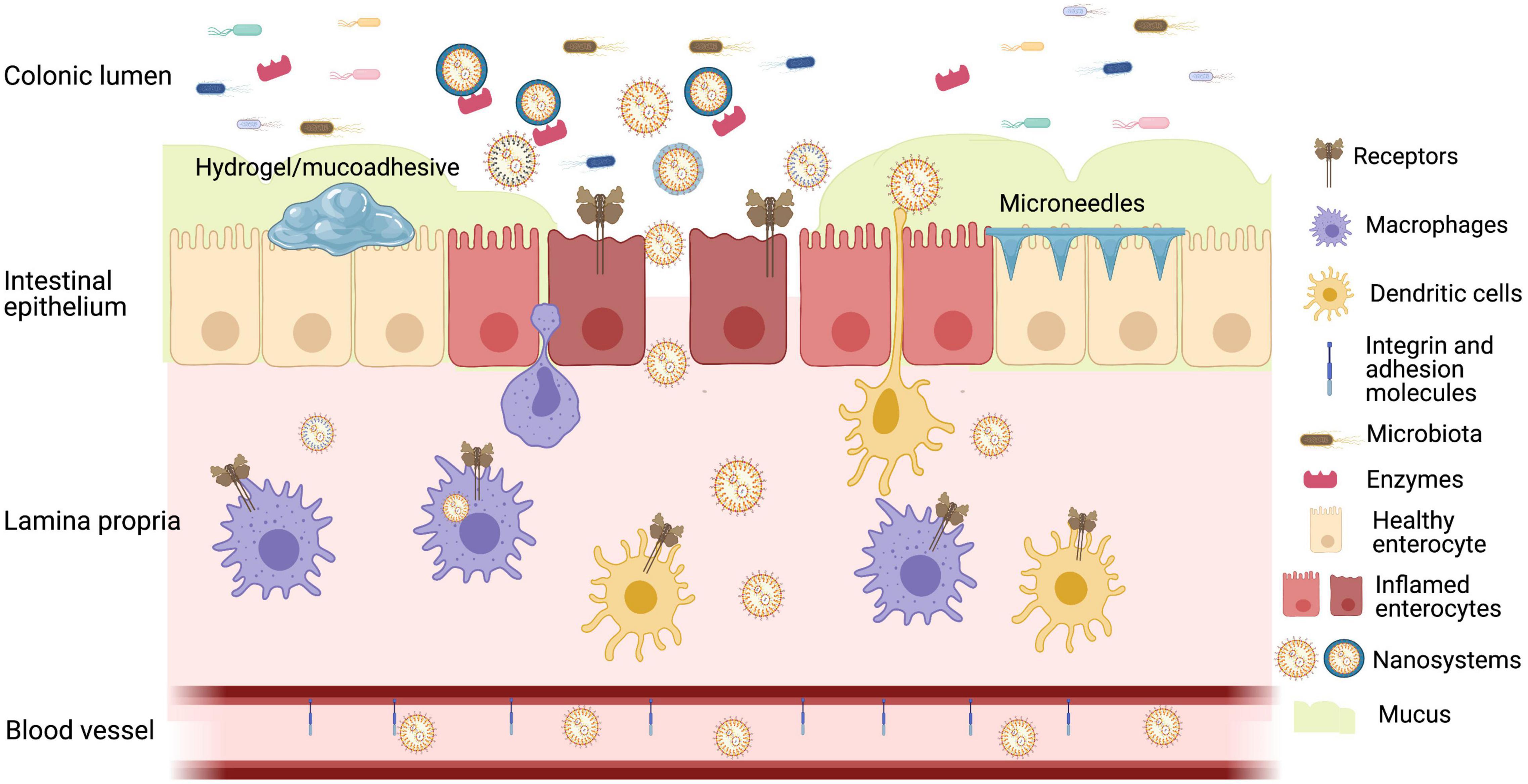 Frontiers | Oral Delivery Biologics in Bowel Disease