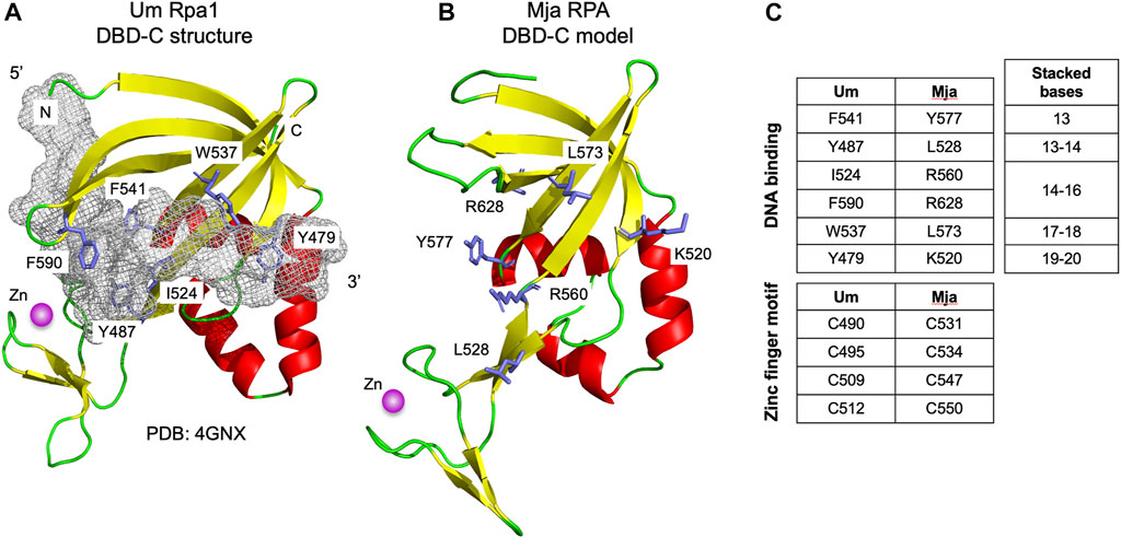 Frontiers | Remote Homology Detection Identifies a Eukaryotic RPA DBD-C ...