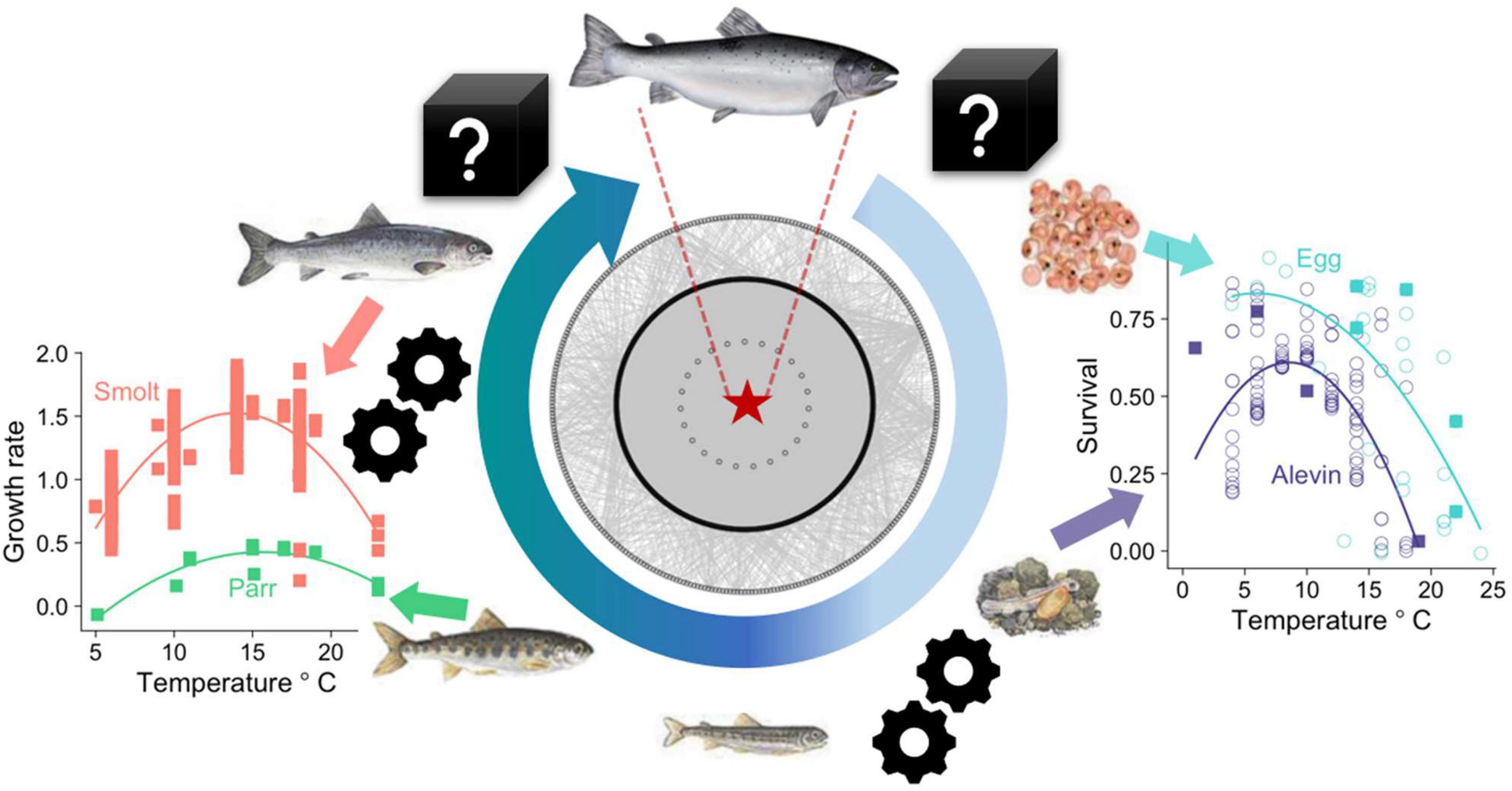 udgør tilskadekomne Tal højt Frontiers | Using Food Webs and Metabolic Theory to Monitor, Model, and  Manage Atlantic Salmon—A Keystone Species Under Threat