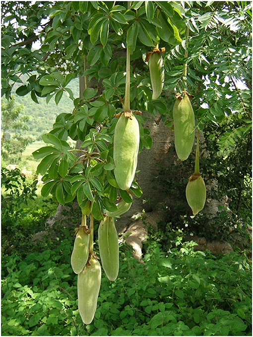 Methodological approach to indigenous fruit trees breeding: case