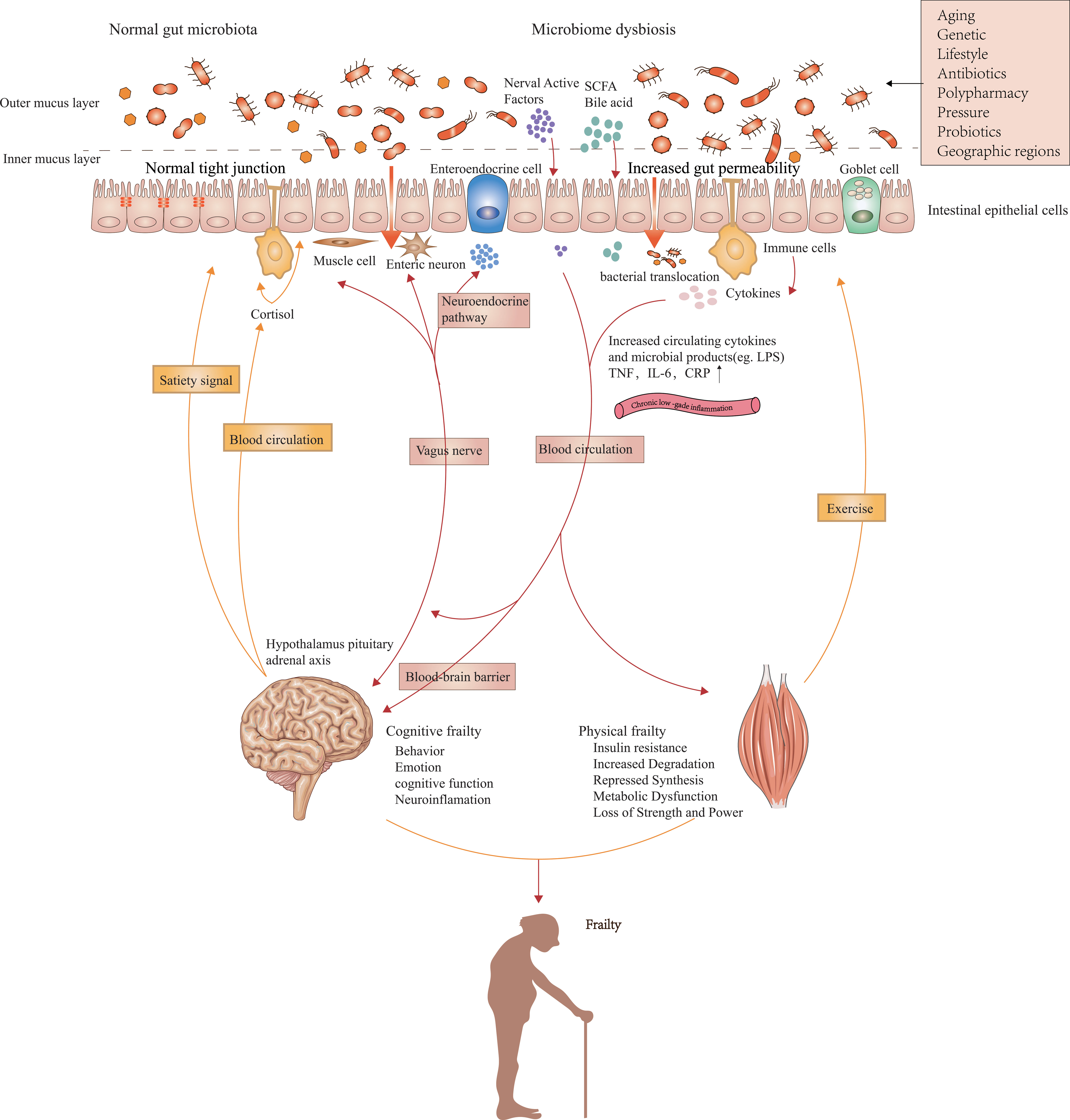 Frontiers The Roles Of The Gut Microbiota And Chronic Low Grade