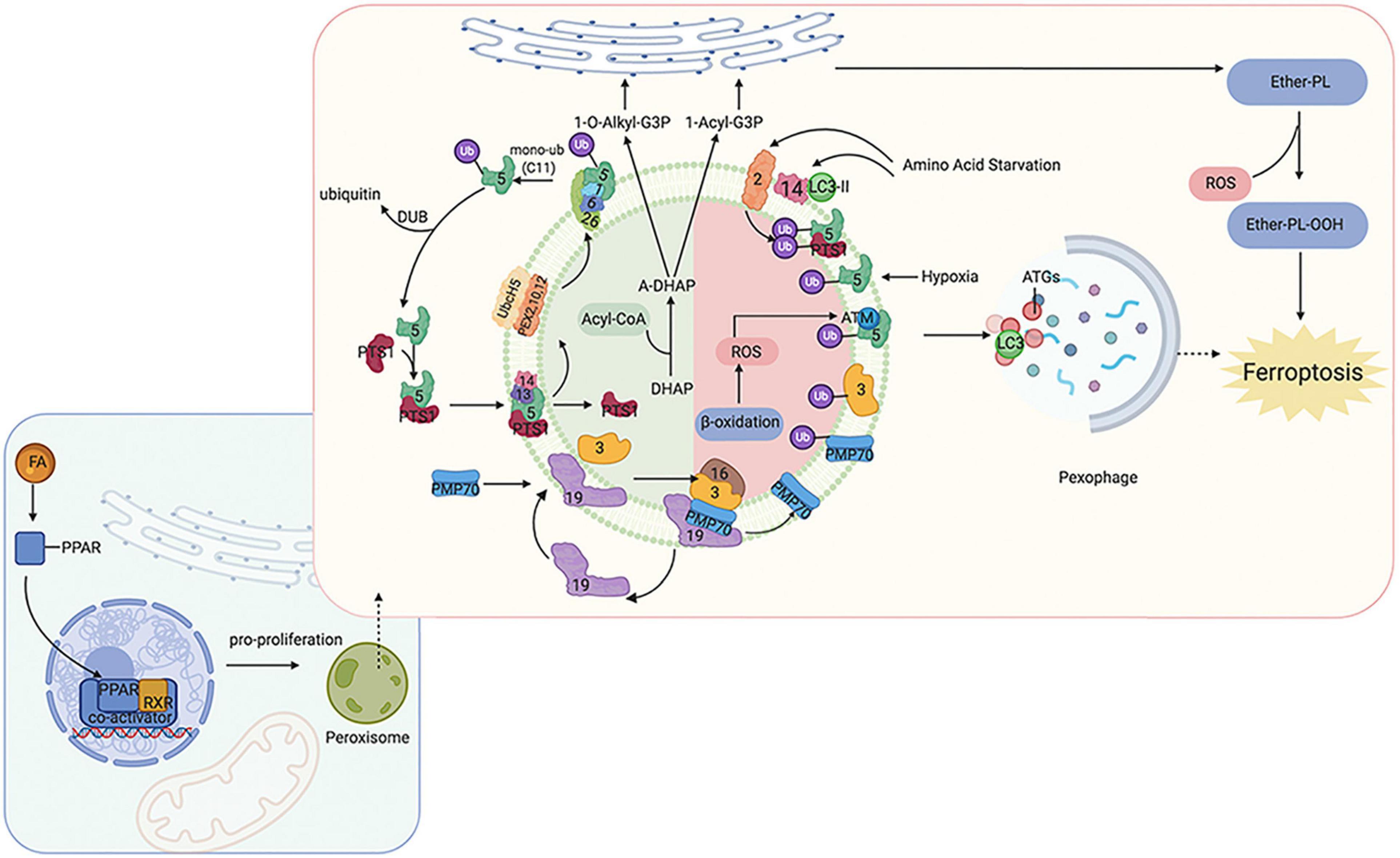 Fatty acid oxidation pathway control state - Bioblast