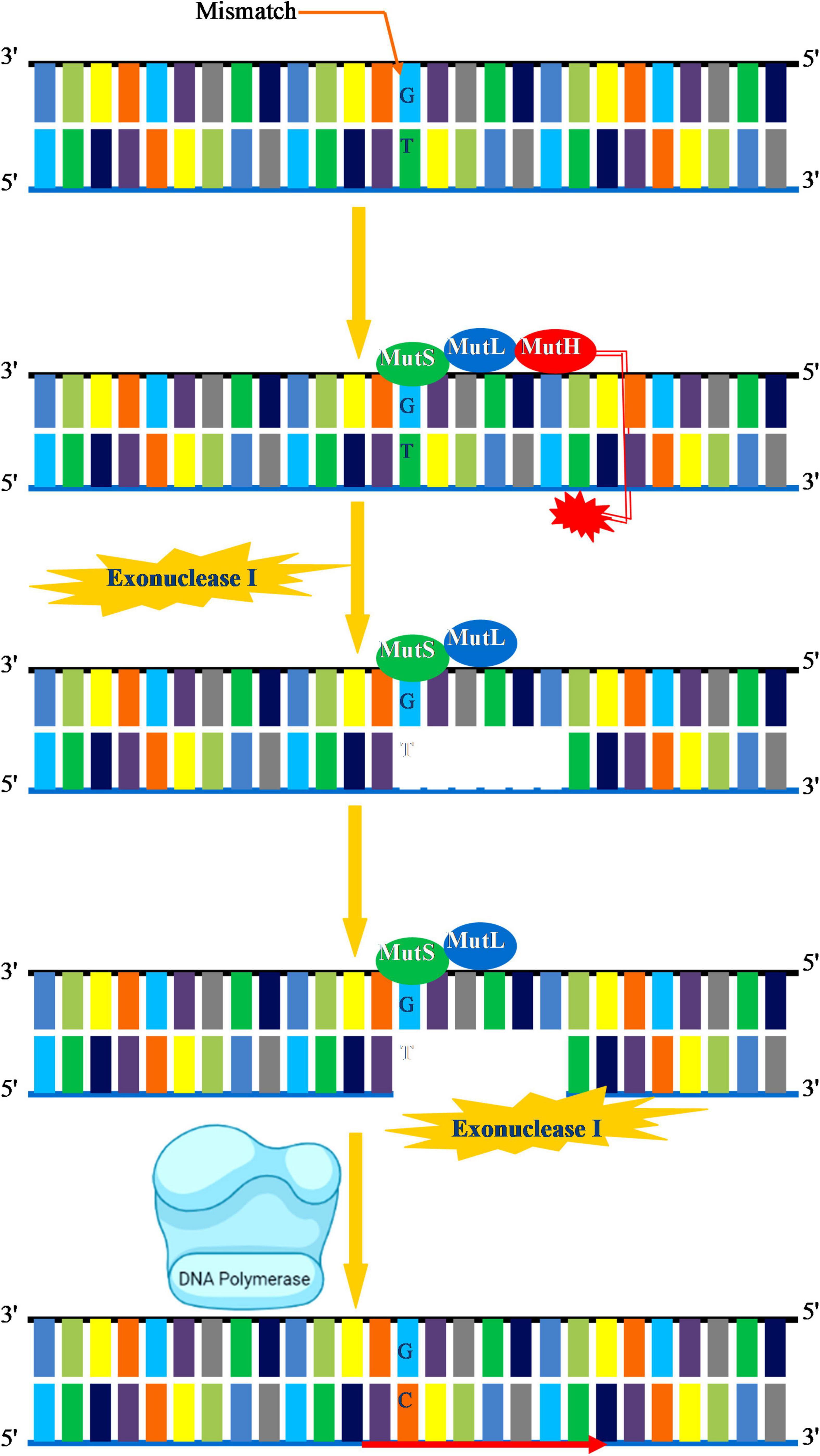 Frontiers  Mechanisms of Genome Maintenance in Plants: Playing It