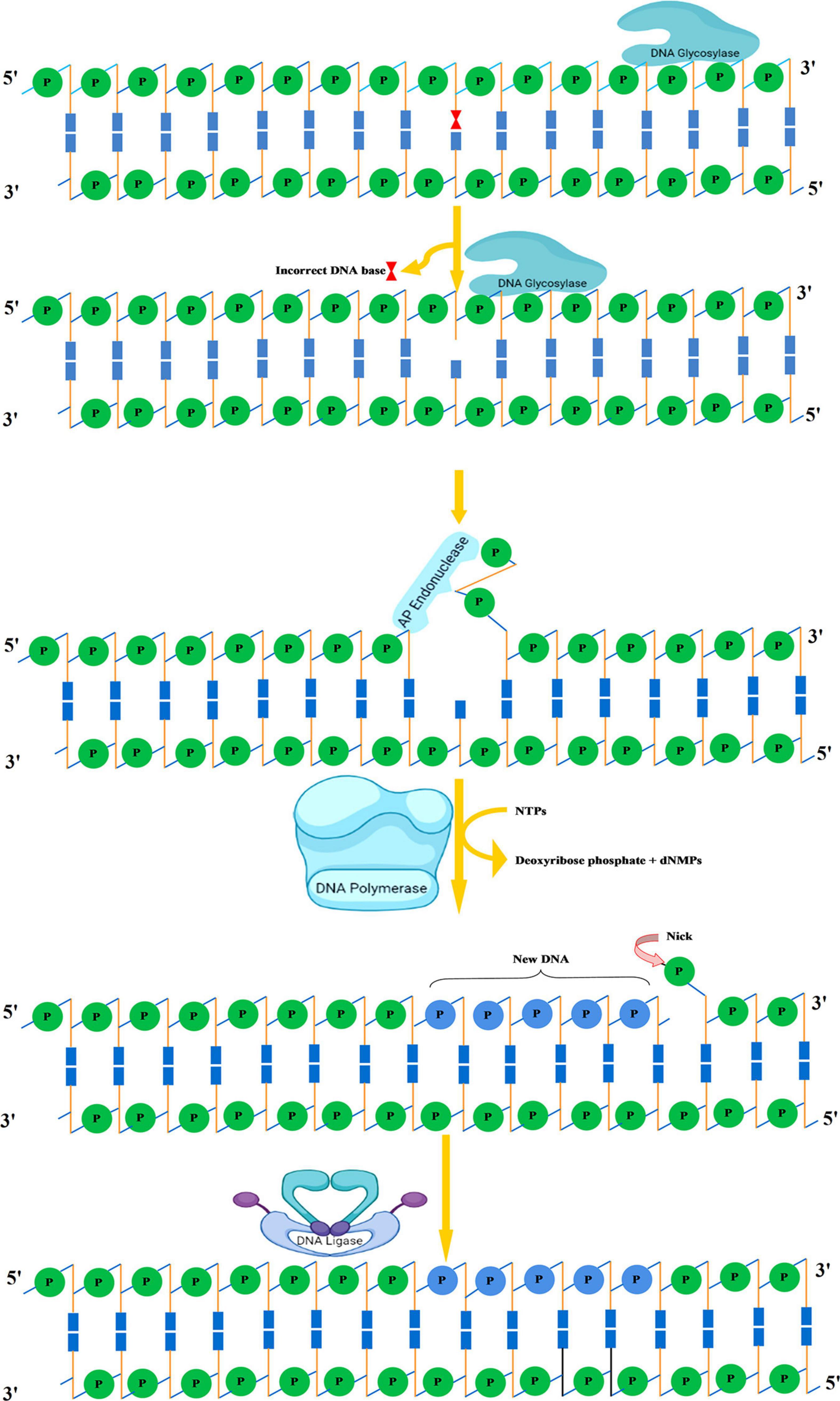 Frontiers  Mechanisms of Genome Maintenance in Plants: Playing It