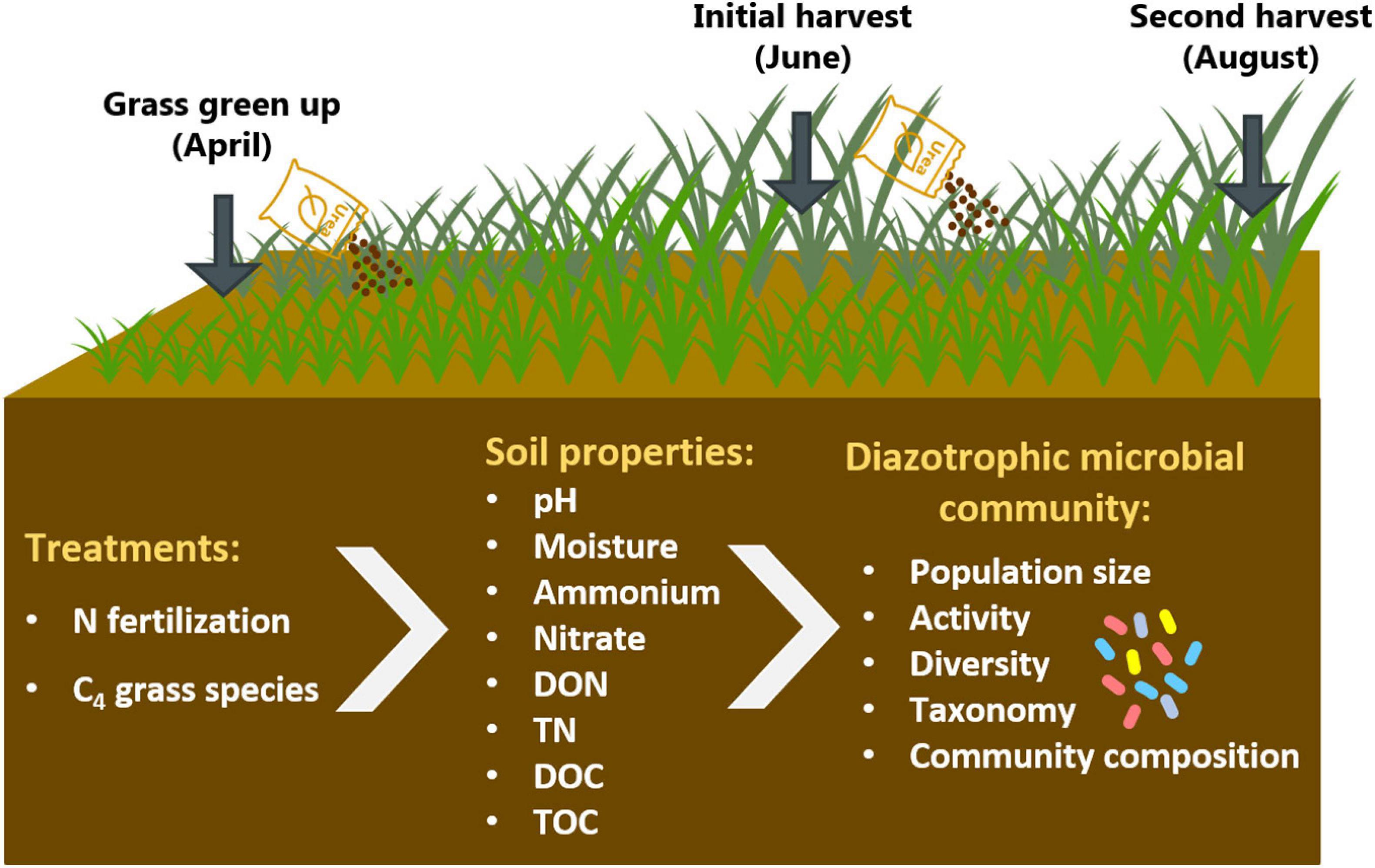 How Long Does Grass Fertilizer Take to Work  : Revealing the Quick Results