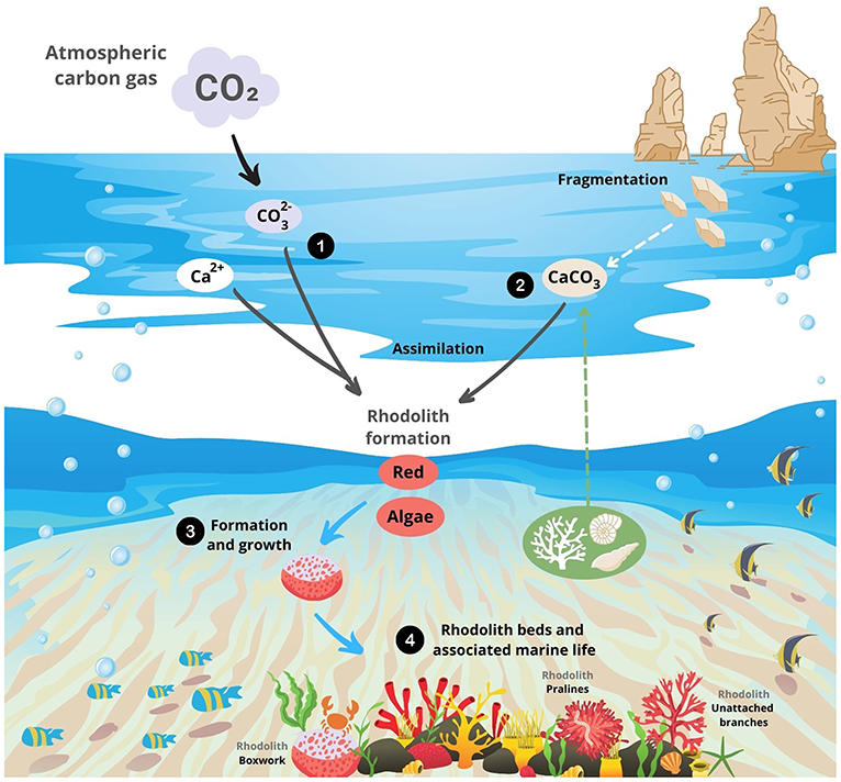 Figure 1 - (1) Calcium (Ca2+), found in ocean water, and carbonate (CO32-), created when CO2 from the atmosphere undergoes chemical reactions, combine to form calcium carbonate (CaCO3).