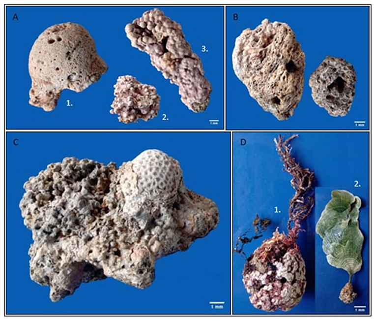 Figure 2 - Examples of rhodoliths.