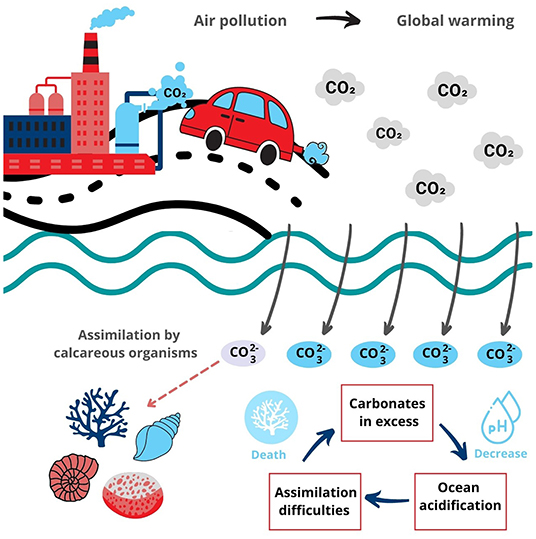 Figure 3 - When there is too much carbon dioxide (CO2) in the air from air pollution, then too much carbon dioxide will be dissolved in the ocean which increases the acidity of the ocean.