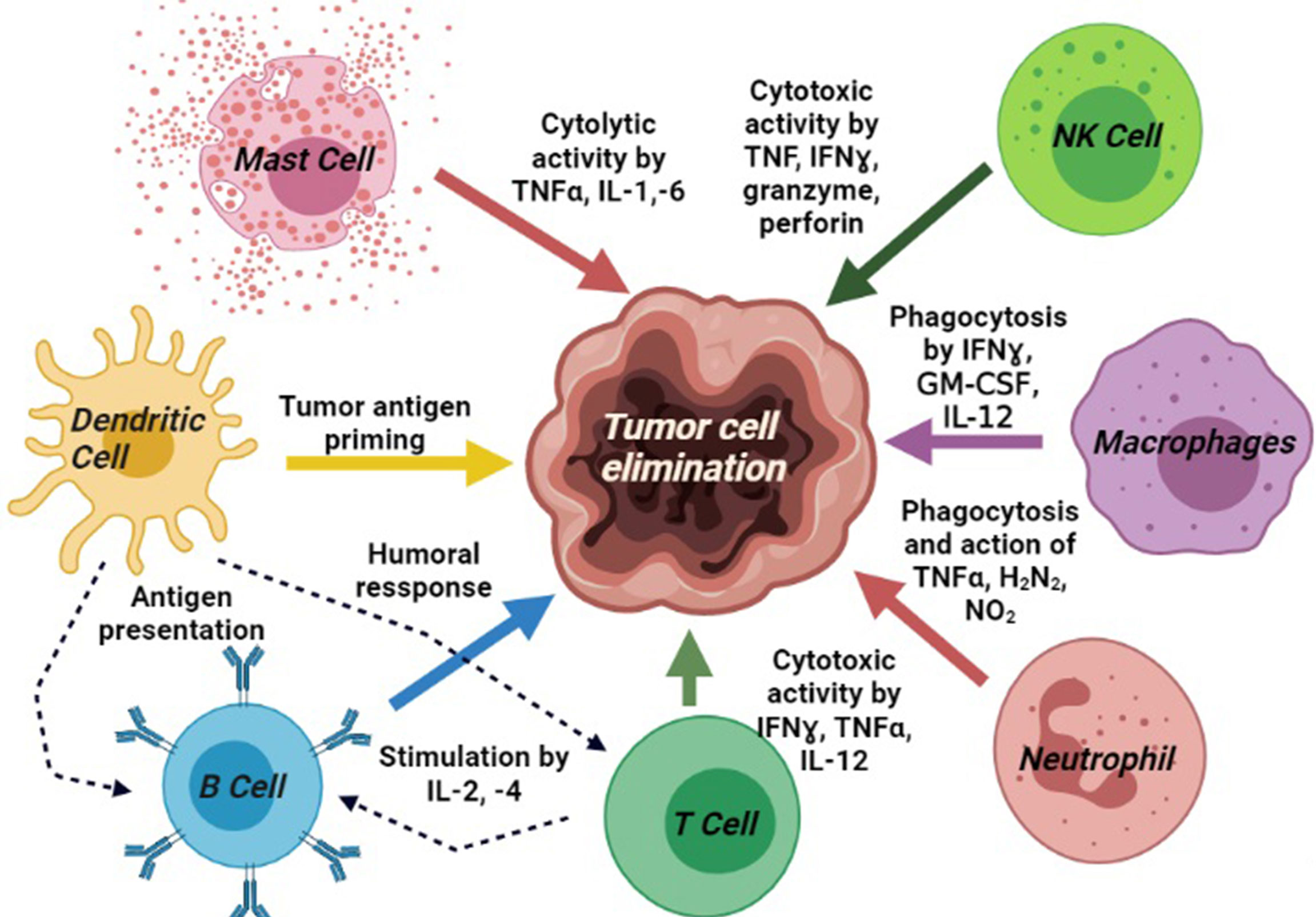 Frontiers Curcumin As An Adjuvant To Cancer Immunotherapy