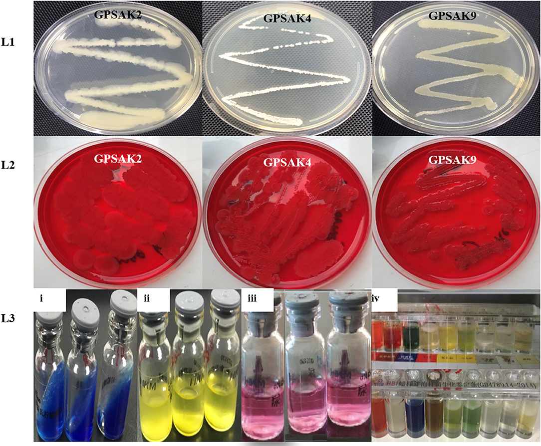 Raj Antibacterial Plastic Cutting Board - Red -Set of 3 – Raj