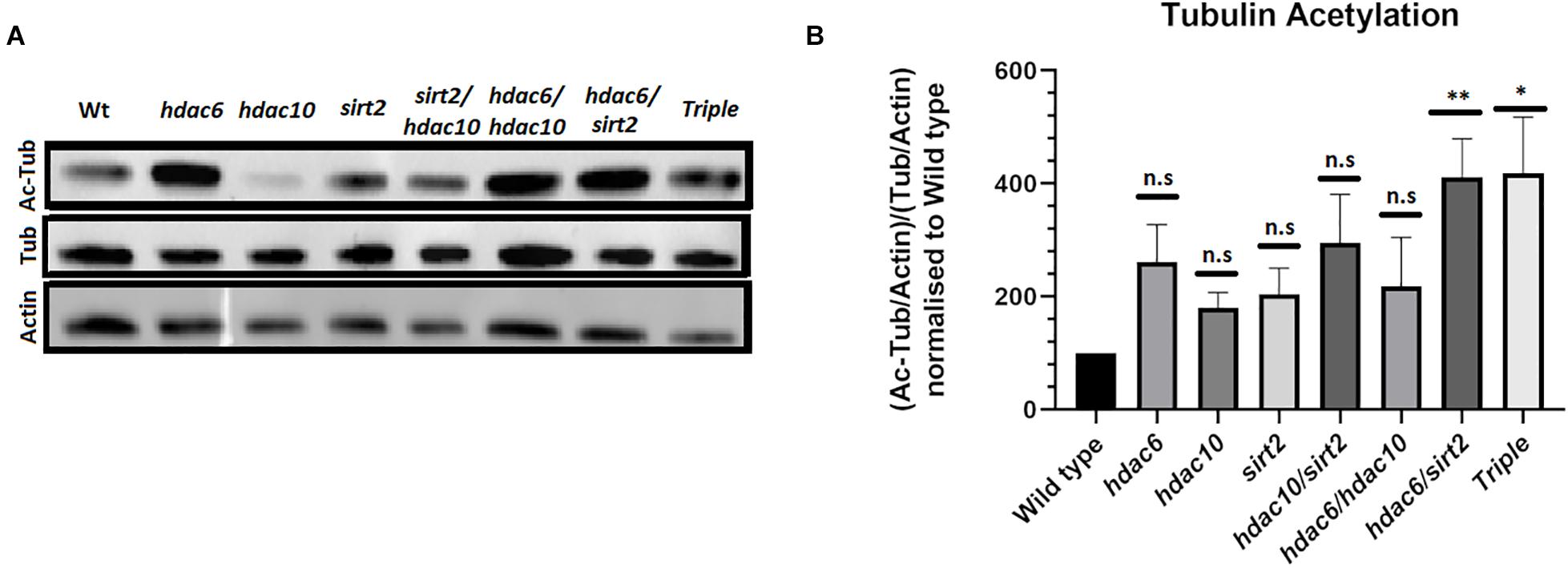 Синтез белков тубулинов. HDAC Assay. HDAC Assay developer. Pak4 sirt2 acetylation. Cdc42 acetylation sirt2.