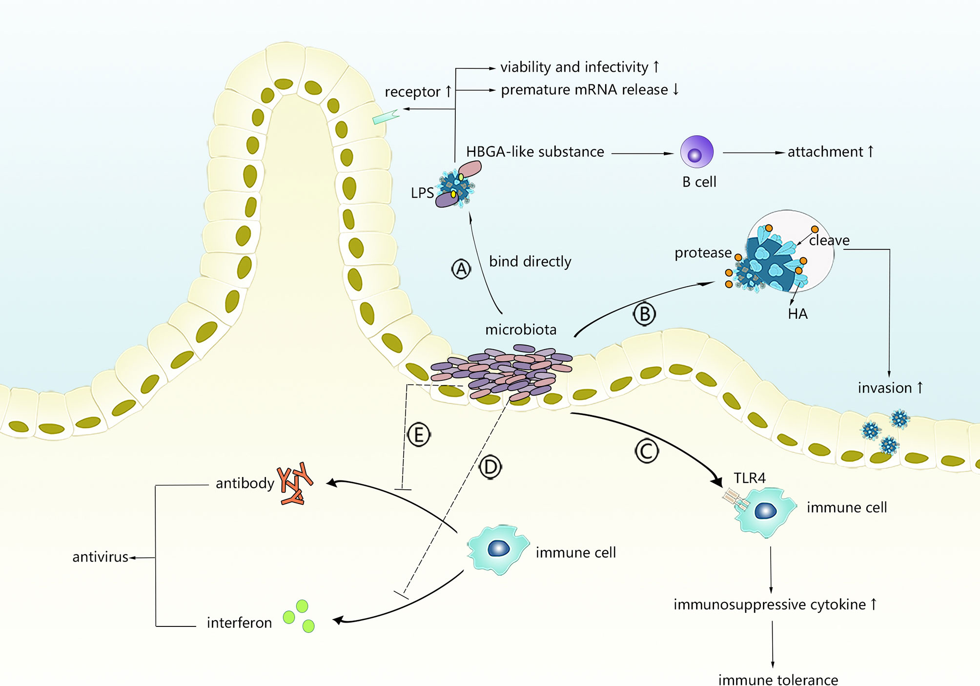 Frontiers | Intestinal Microbiota—A Promising Target for Antiviral Therapy?  | Immunology