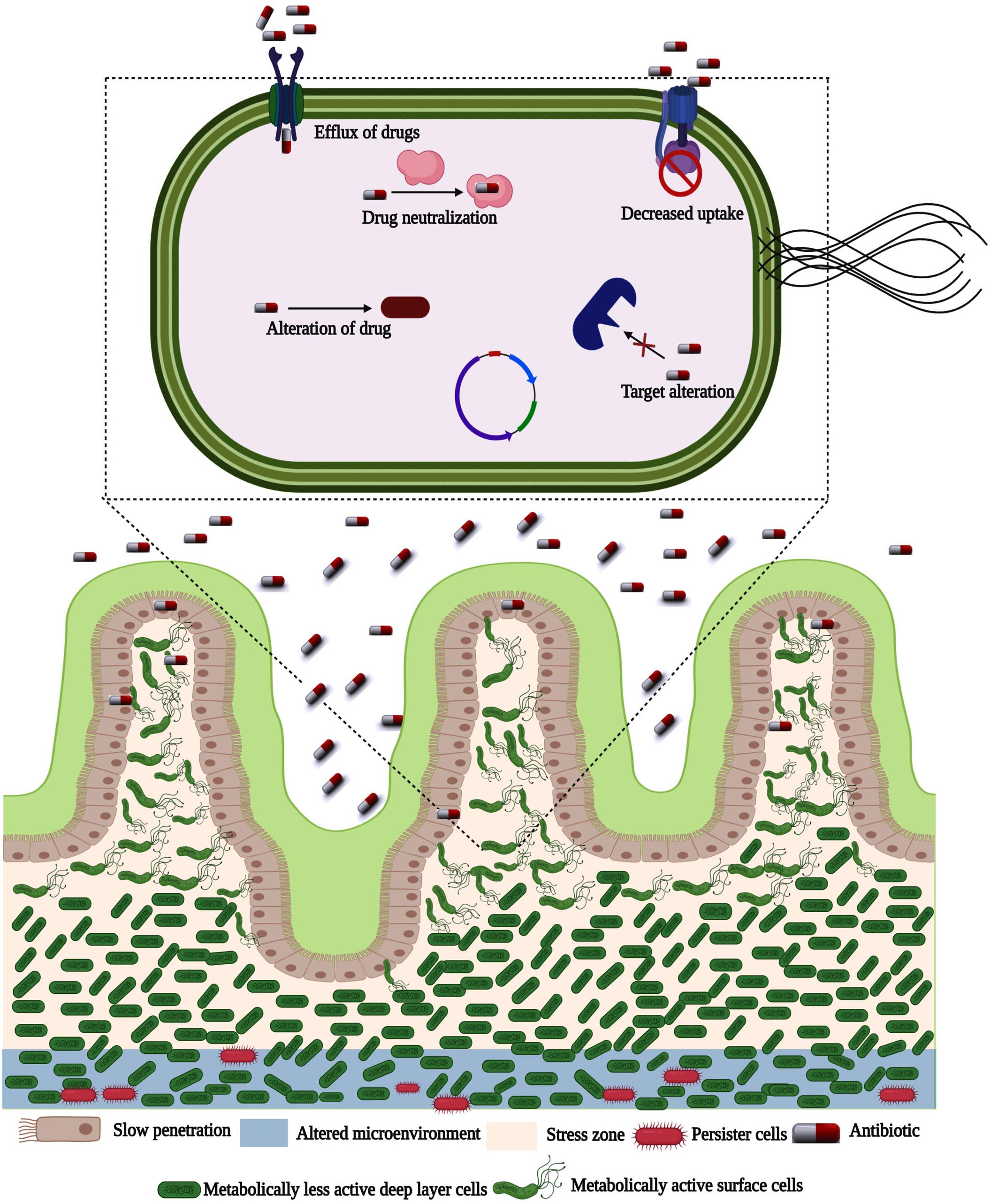 Frontiers | Bacterial Biofilm Inhibition: A Focused Review on 
