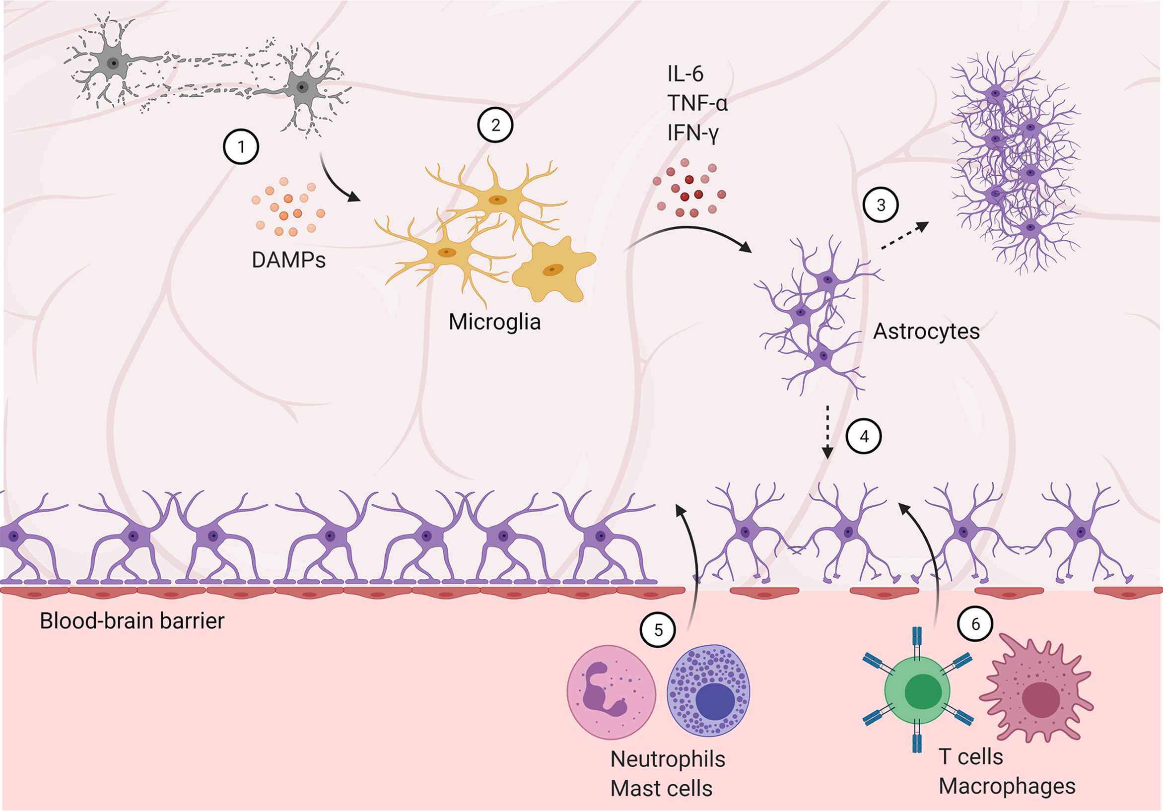 Frontiers  Neuroimmune Interactions and Rhythmic Regulation of Innate  Lymphoid Cells