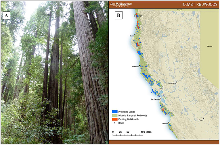 Figure 1 - (A) Coast redwoods are found along a 450-mile stretch of coastal Oregon and California.
