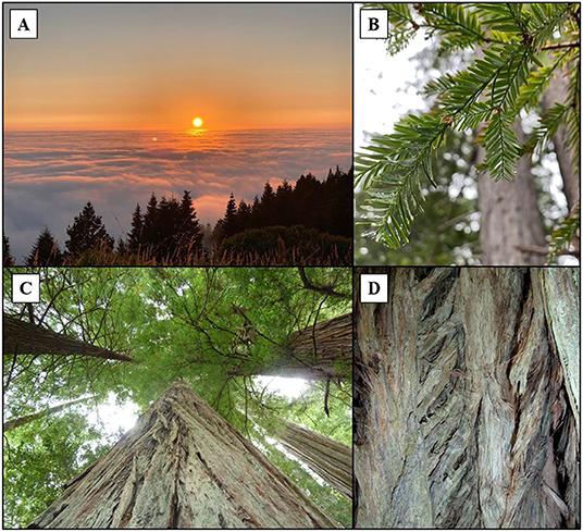 Figure 2 - (A) Morning fog rolls inland from the Pacific Ocean in northern California.
