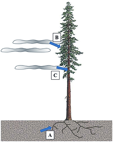 Figure 3 - (A) Coast redwood trees can take up soil water through their roots.