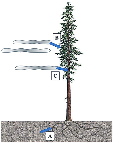 Figure 3 - (A) Coast redwood trees can take up soil water through their roots.