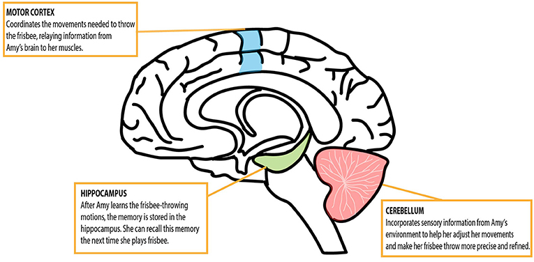 Figure 2 - The role of the brain in motor learning.