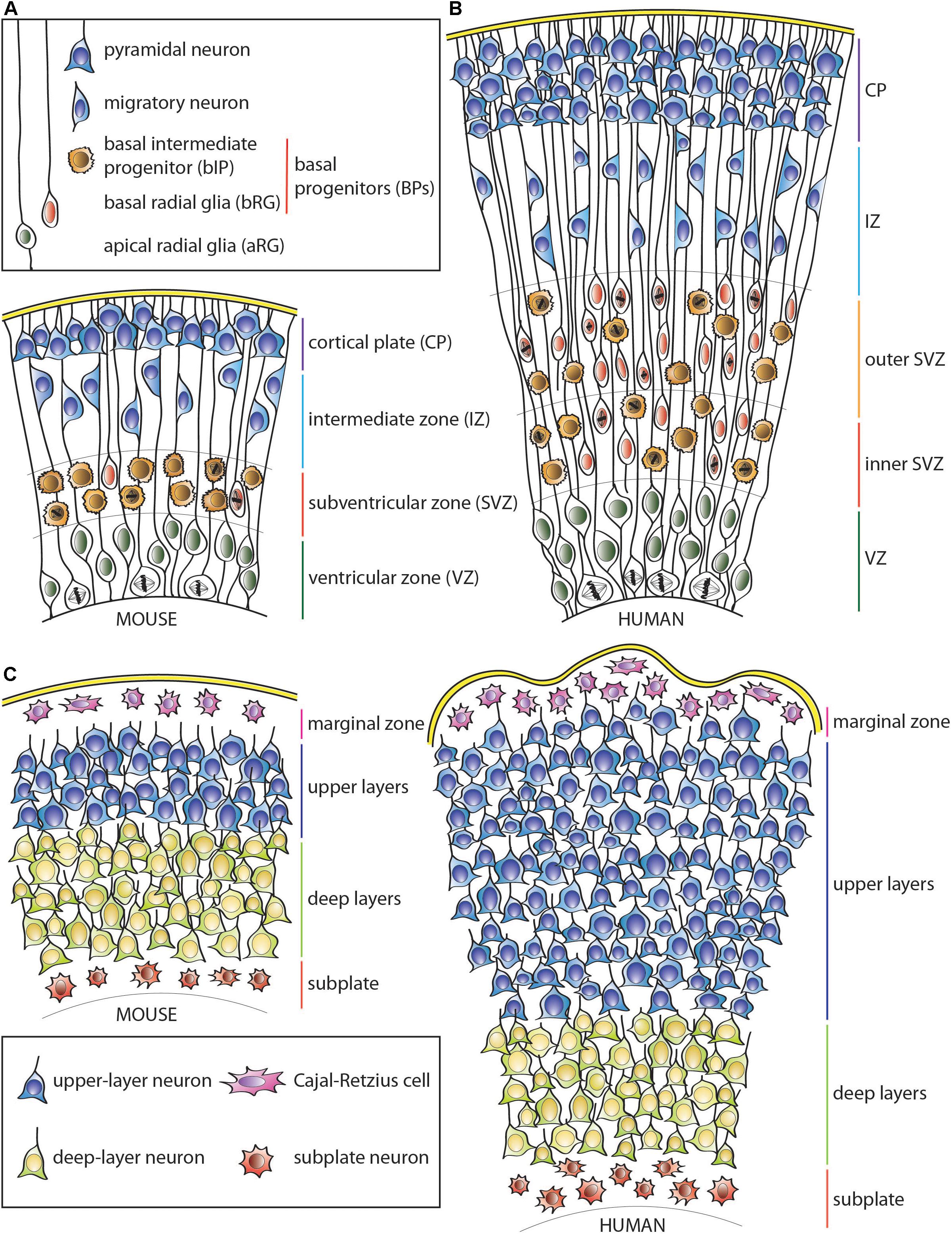 Study Identifies Cause for Excessive Folding of Gyri in Human