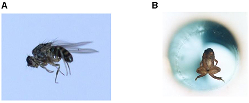 Figure 2 - (A) Acoustic levitation of a 5-mm-long fruit fly.