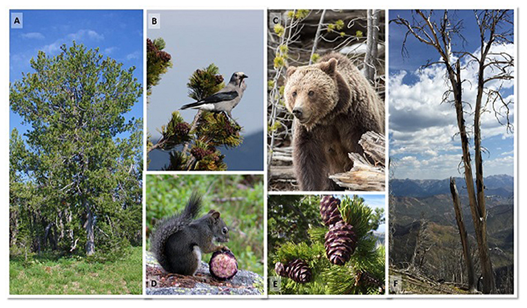 Figure 2 - (A) This whitebark pine tree could be several 100 years old.