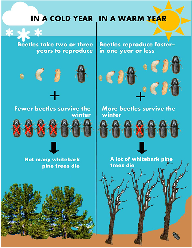 Figure 3 - When temperatures remain cold over many years, it typically takes beetles 2–3 years to change from an egg to an adult beetle.