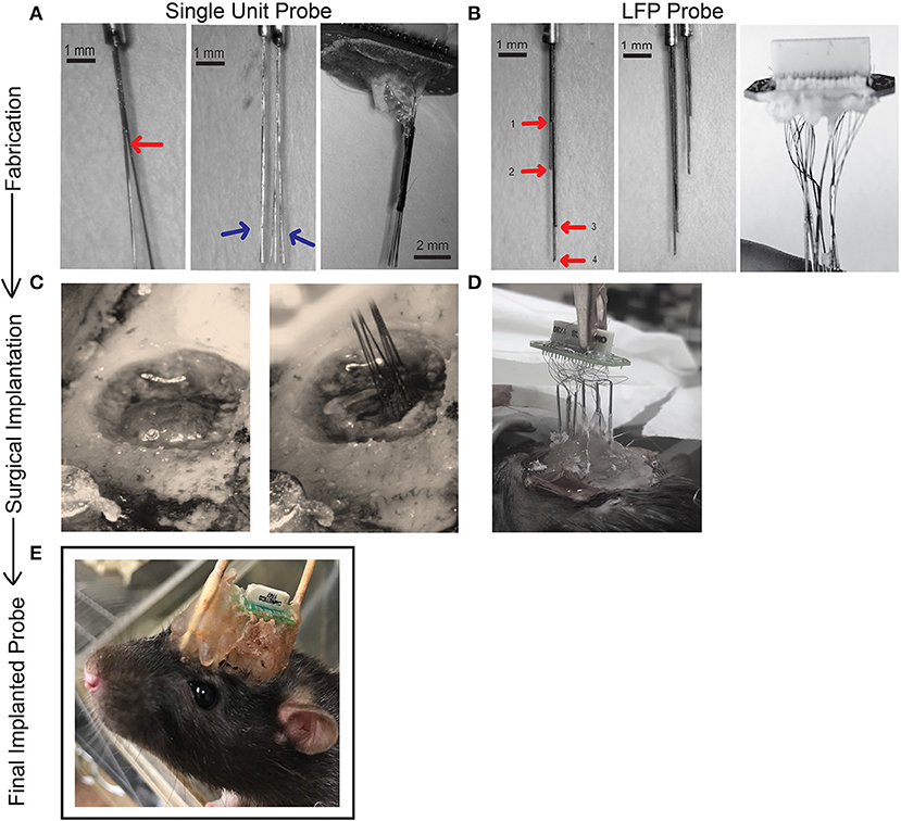 | Chronic, Multi-Site Recordings Supported by Two Low-Cost, Stationary Probe Designs Optimized to Capture Single Unit or Local Field in Behaving Rats