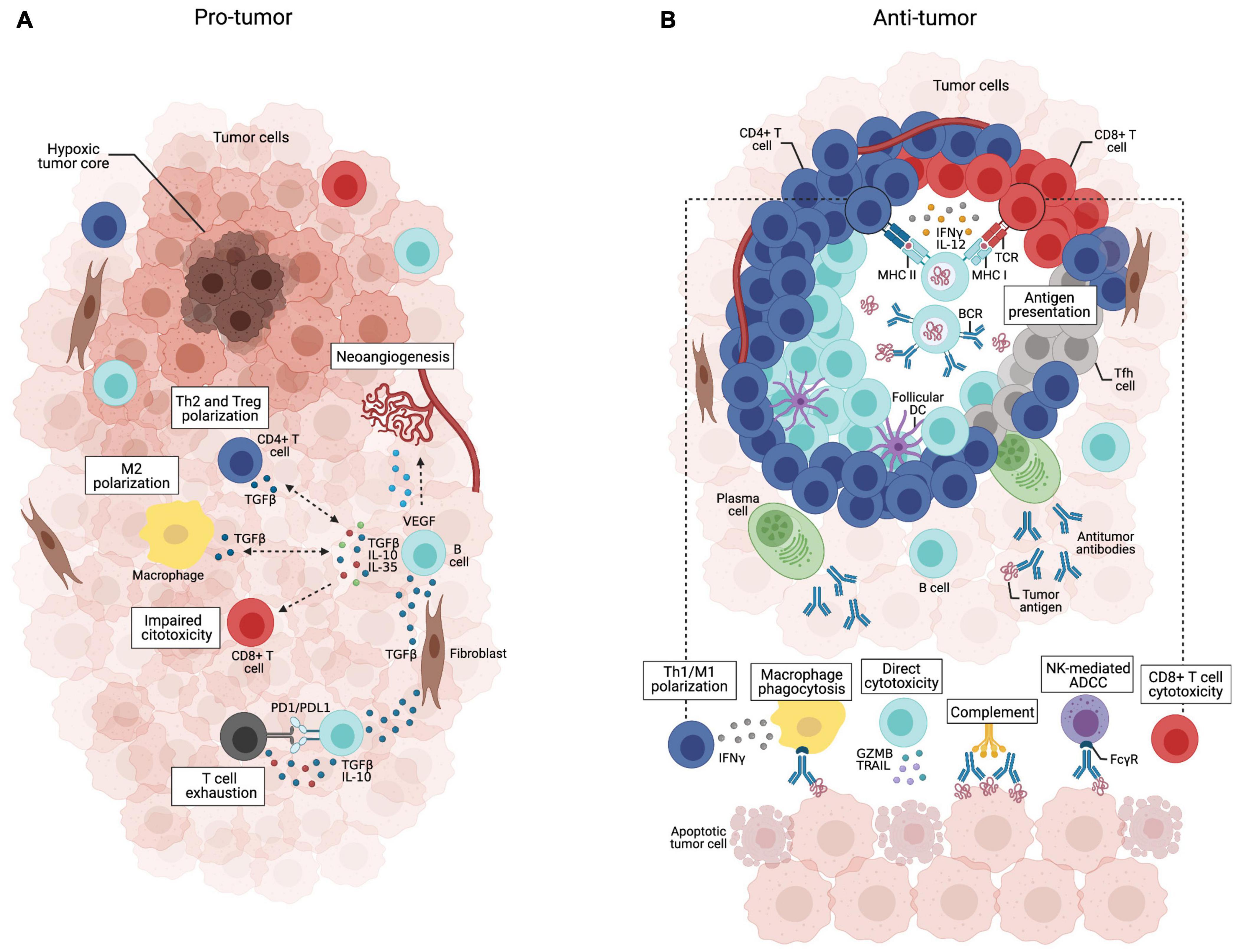 Frontiers B Cell Orchestration Of Anti Tumor Immune Responses A