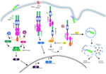 www.frontiersin.org