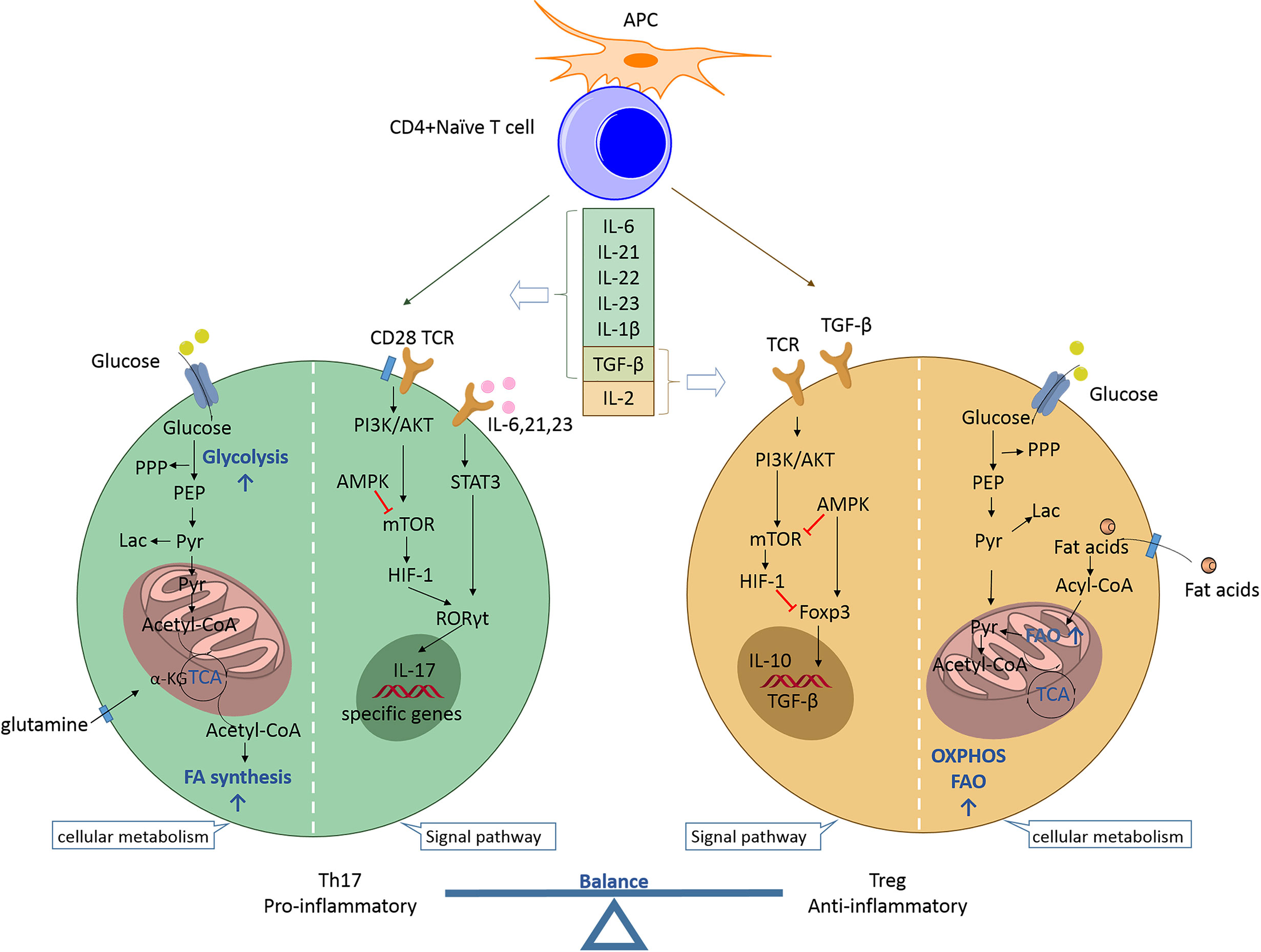 Frontiers | The Alterations in and the Role of the Th17/Treg Balance in ...